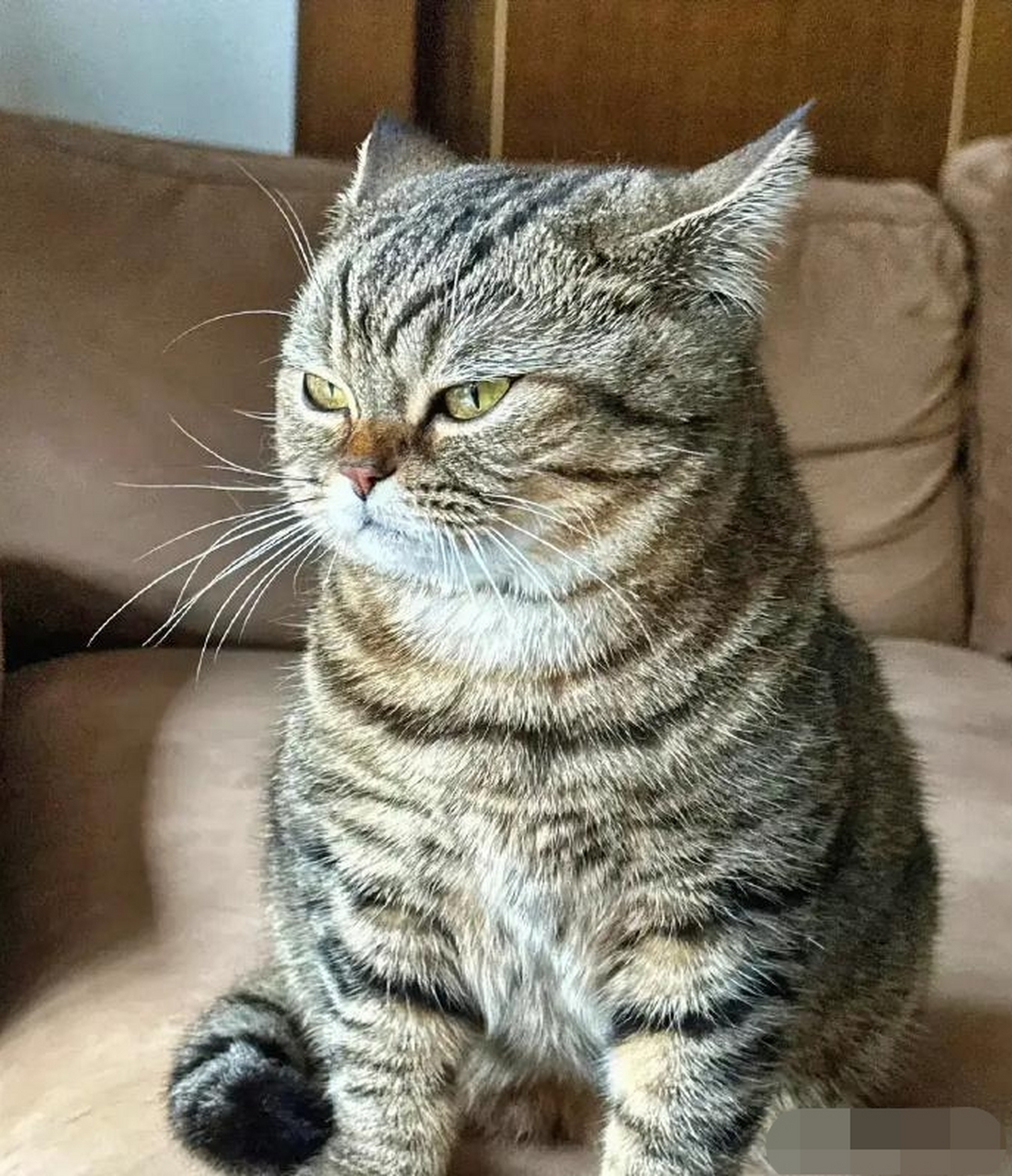 动物也是有情绪的,看看这个表情,一脸的不高兴,不过这个小表情看起来