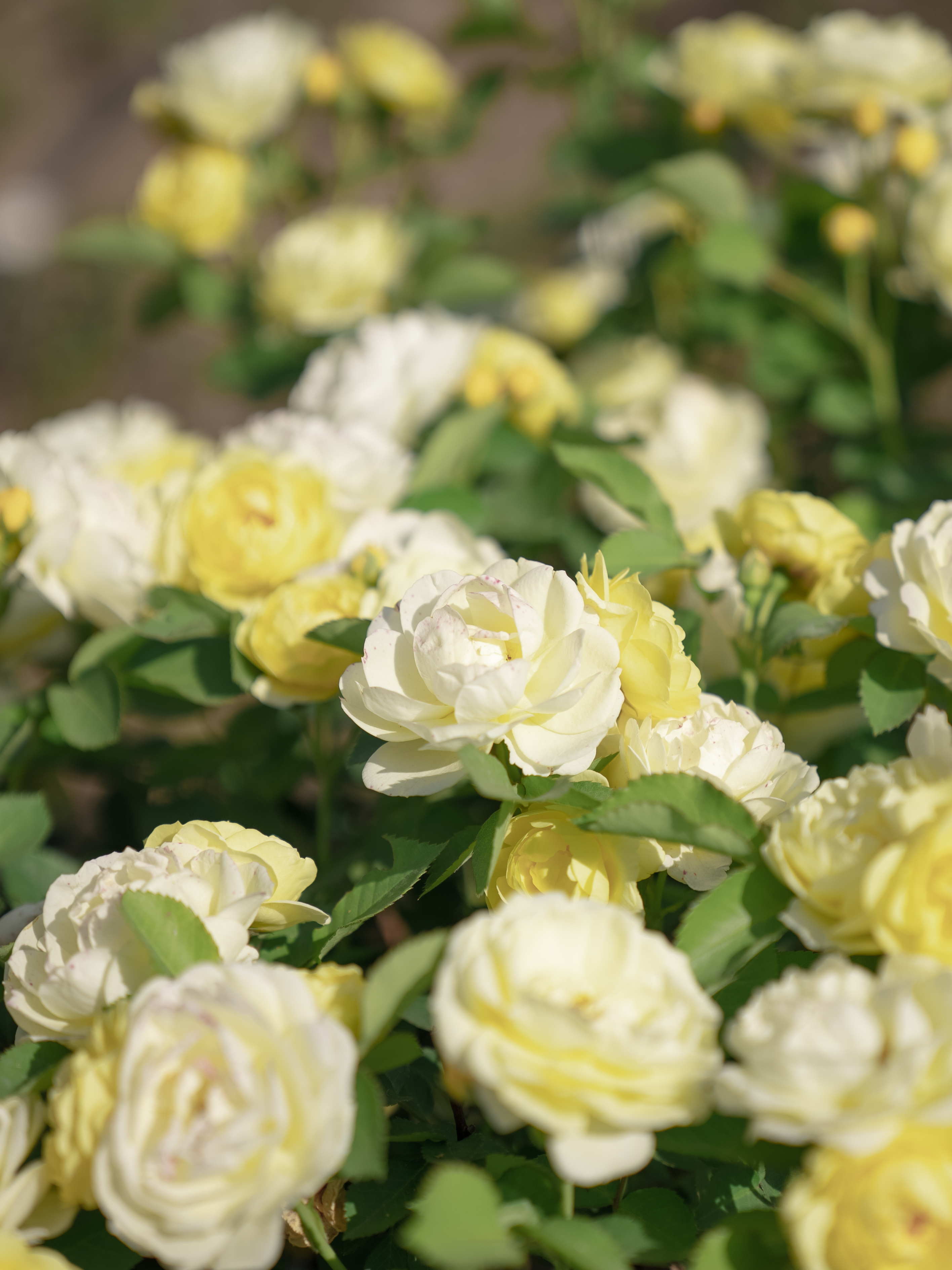 南阳满城月季就是古代美人儿的胭脂笔,一幅春夏的诗意画卷!