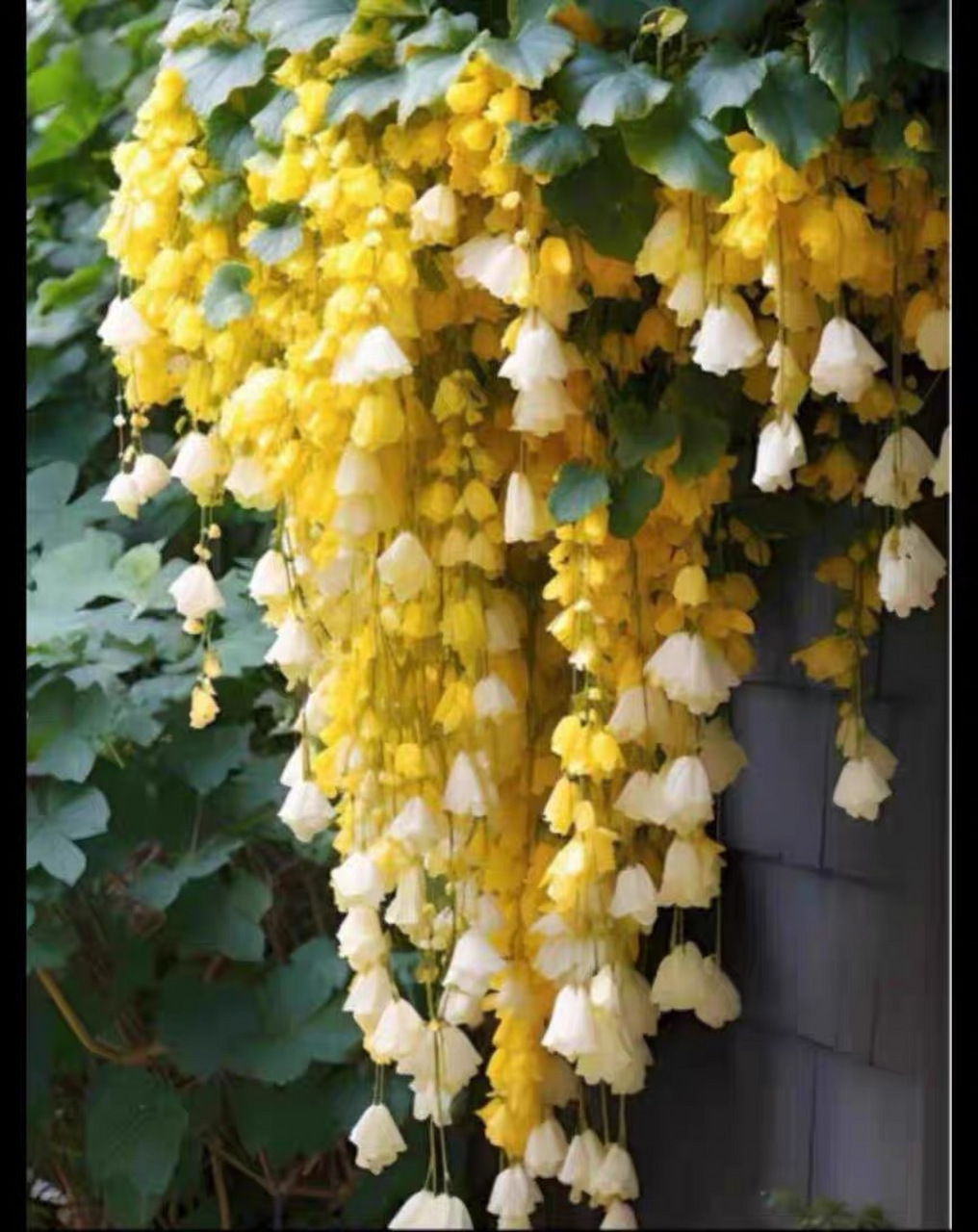 今日识花❀:垂丝海棠 ❀别名:垂枝海棠 垂丝海棠,是中国特有的