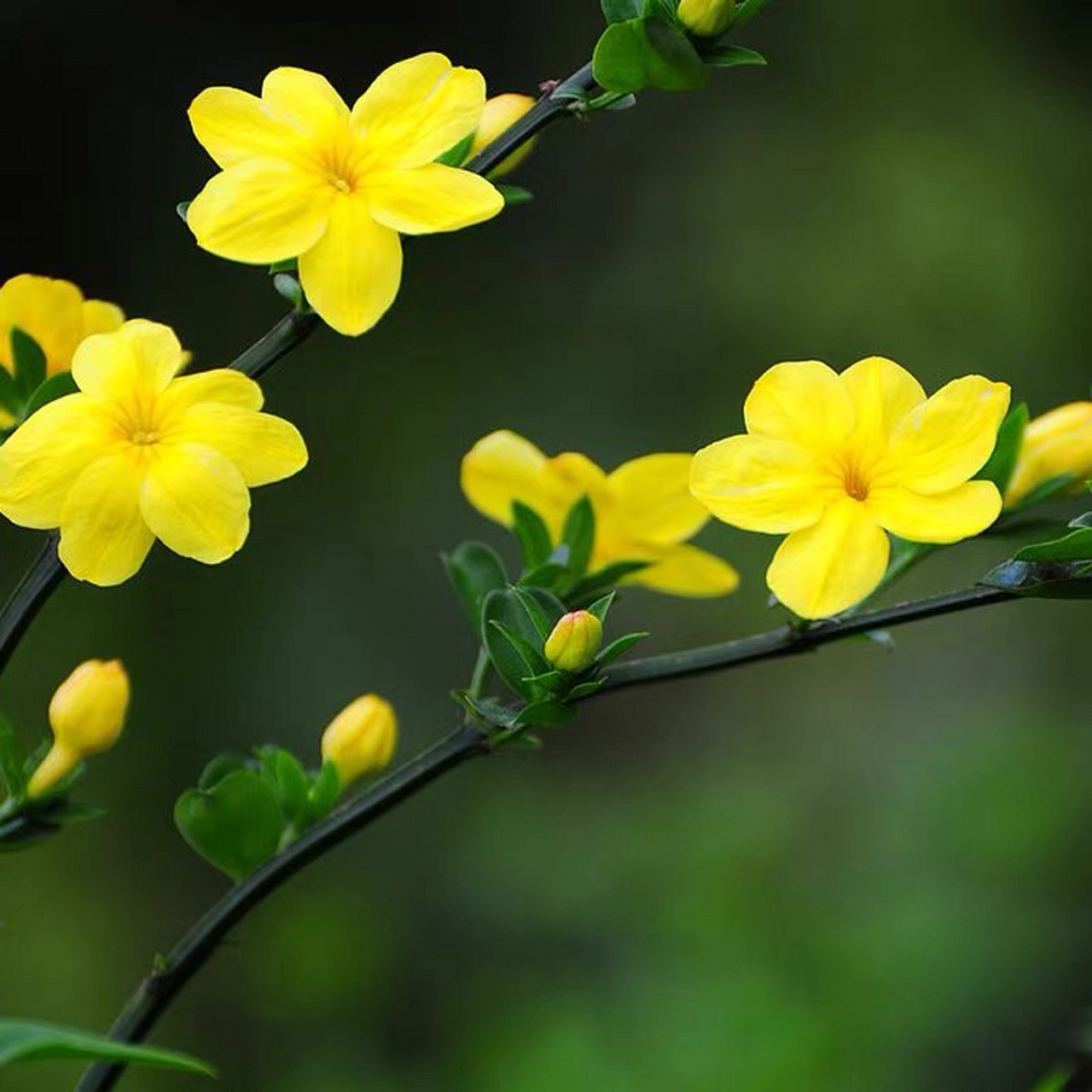 今日识花72:迎春花 72别名:小黄花,金腰带,黄梅 迎春花,也叫报春