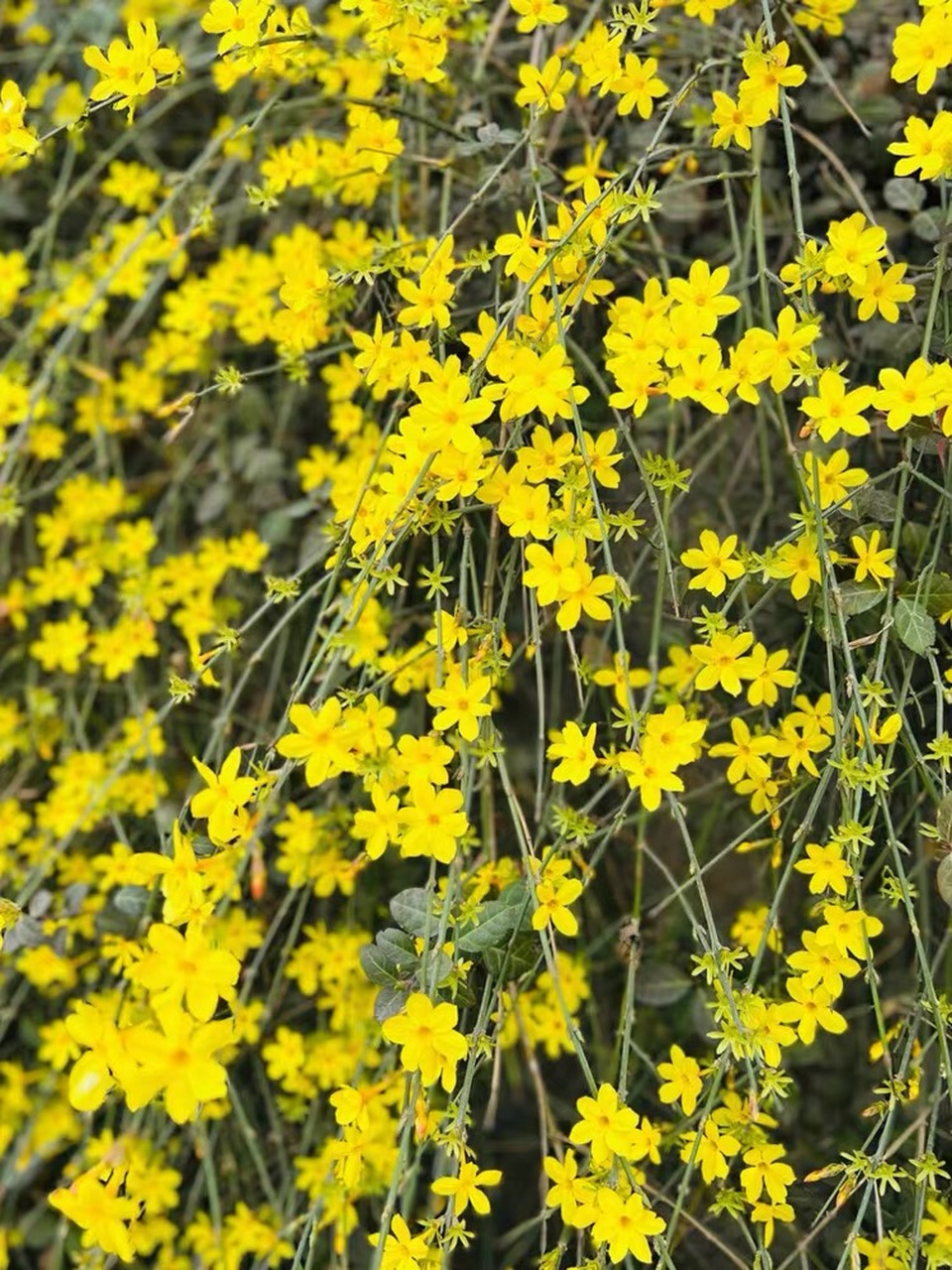 今日识花72:迎春花 72别名:小黄花,金腰带,黄梅 迎春花,也叫报春