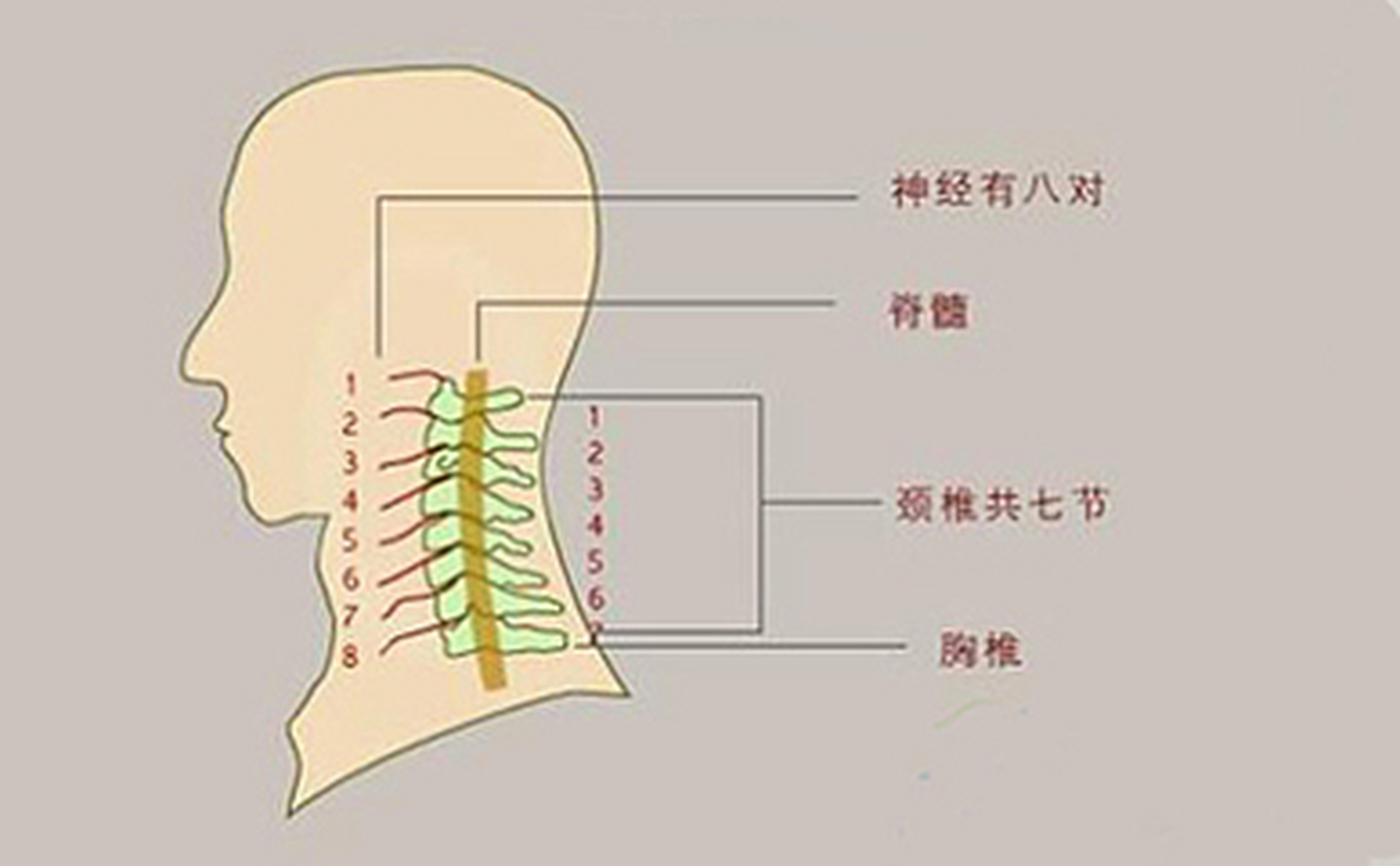 颈椎棘上韧带炎位置图图片