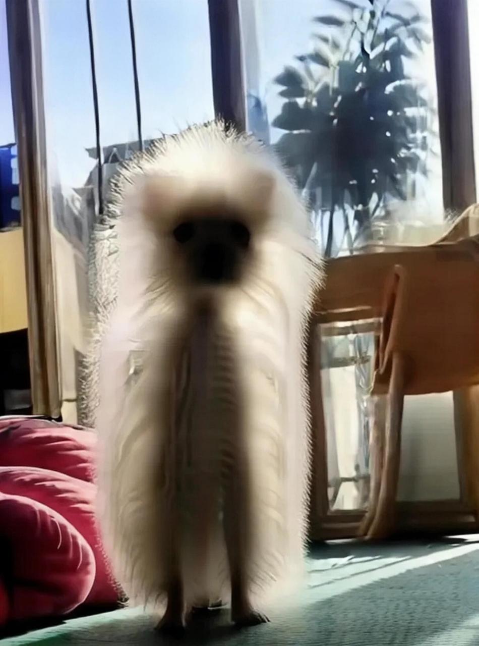 小狗狗的发光体