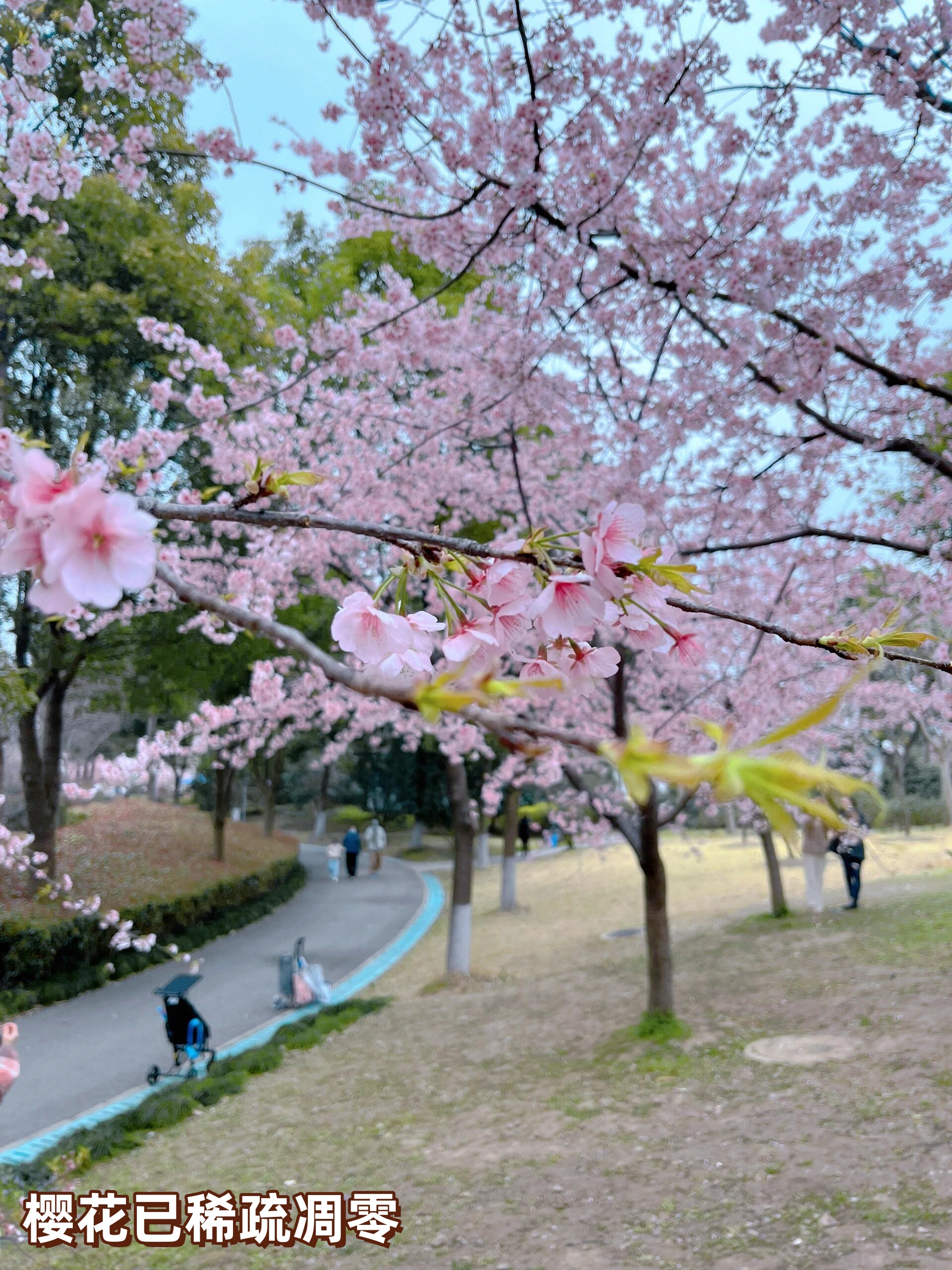 顾村公园赏樱花图片