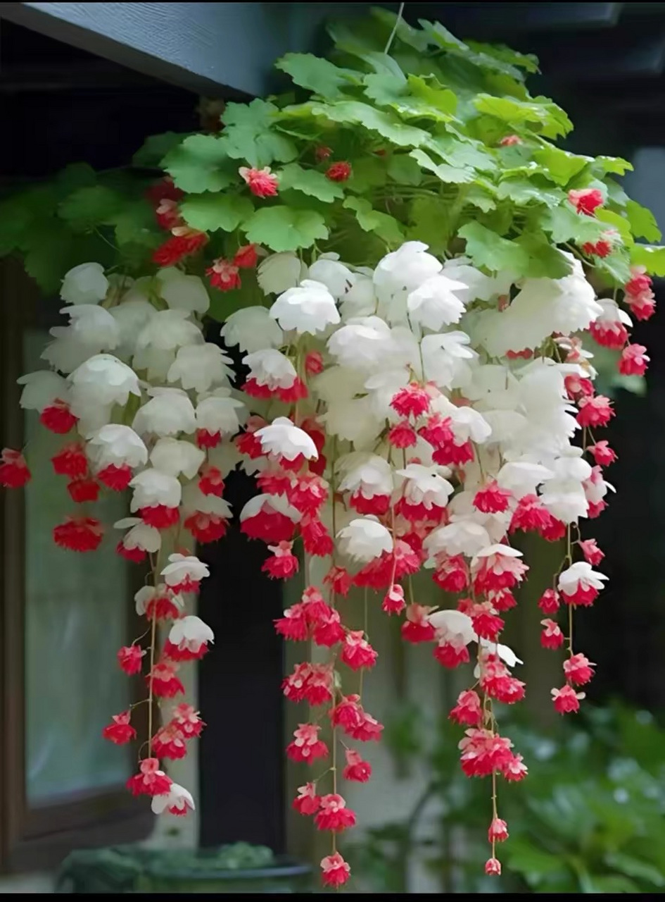 今日识花❀:垂丝海棠 ❀别名:垂枝海棠 垂丝海棠,是中国特有的