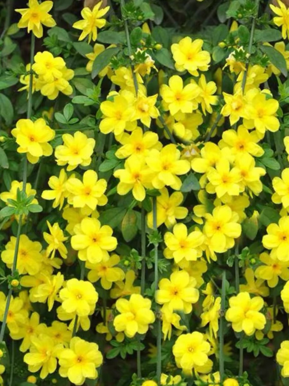 今日识花72:迎春花 72别名:小黄花,金腰带,黄梅 迎春花,也叫报春
