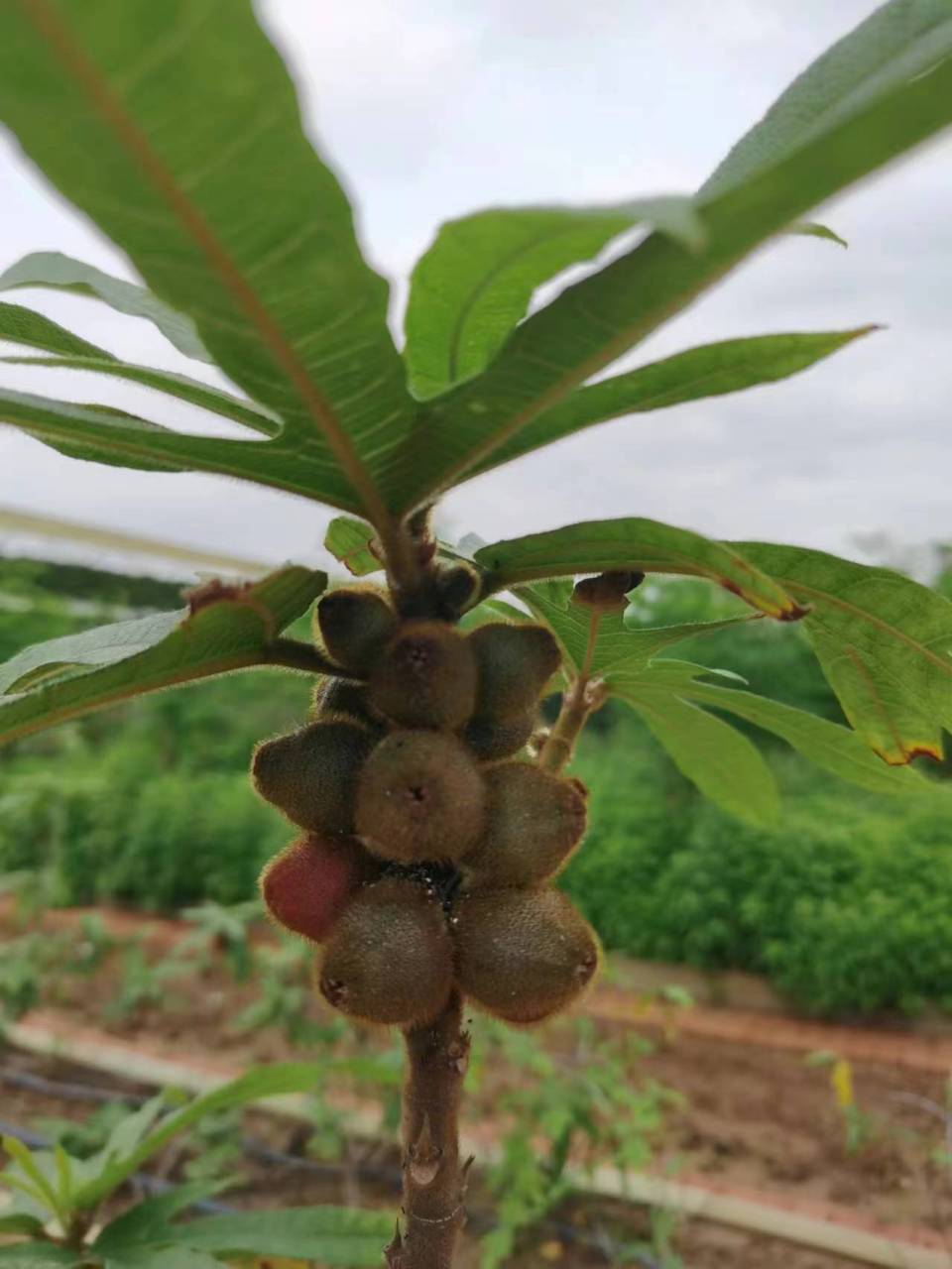 五指毛桃,一种灌木或小乔木,又叫粗叶榕,榕果成对腋生或生于落叶枝上