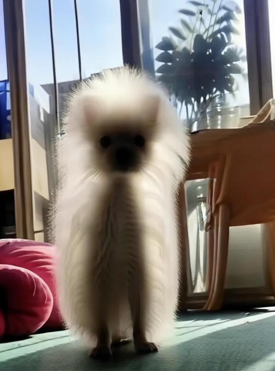 小狗狗的发光体