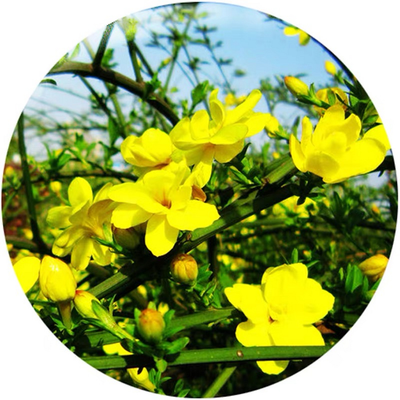 今日识花72:迎春花 72别名:小黄花,金腰带,黄梅 迎春花,也叫报春