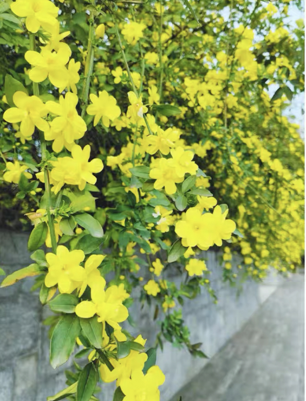 今日识花72:迎春花 72别名:小黄花,金腰带,黄梅 迎春花,也叫报春