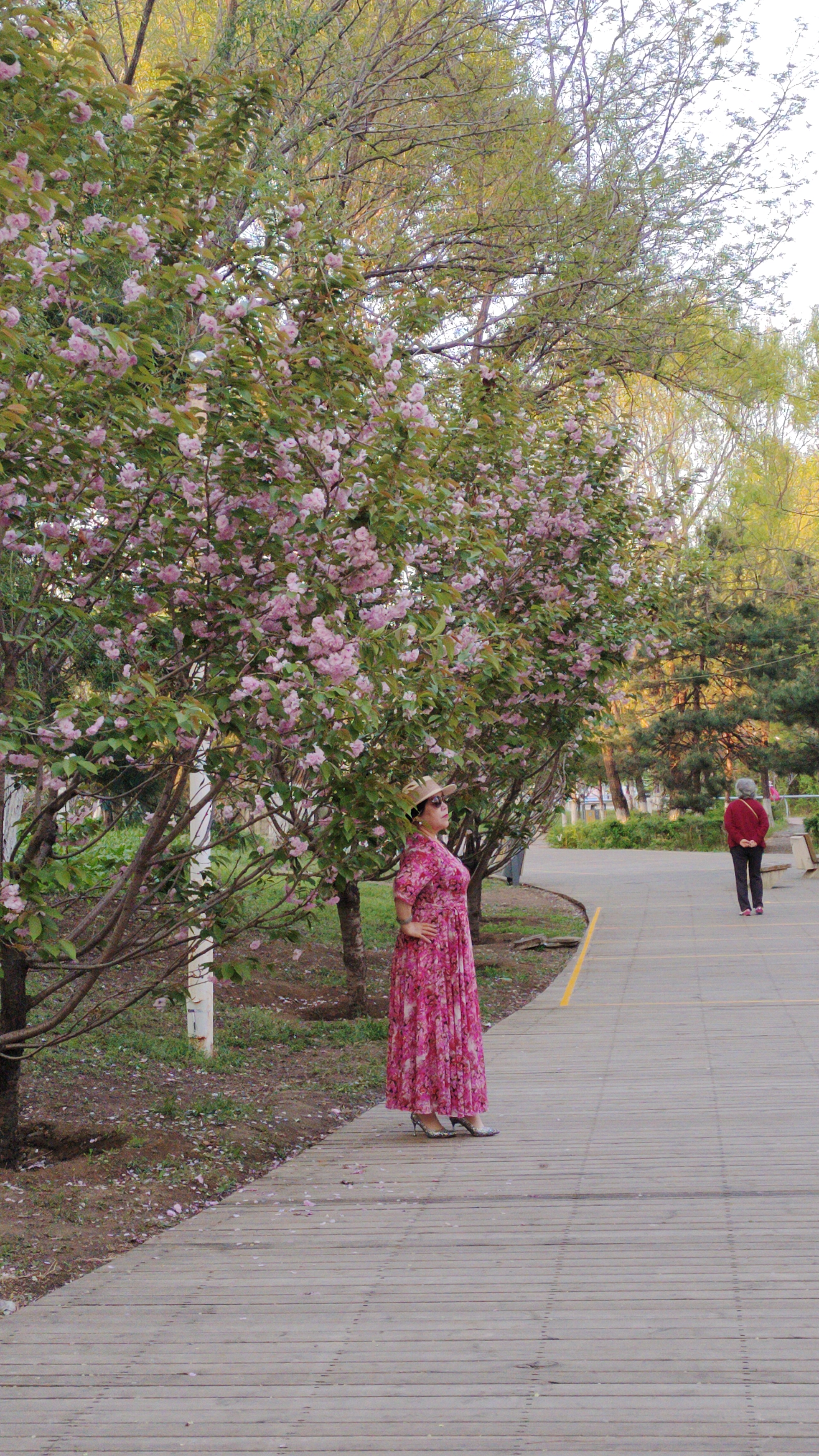 沈阳国际樱花节地址图片