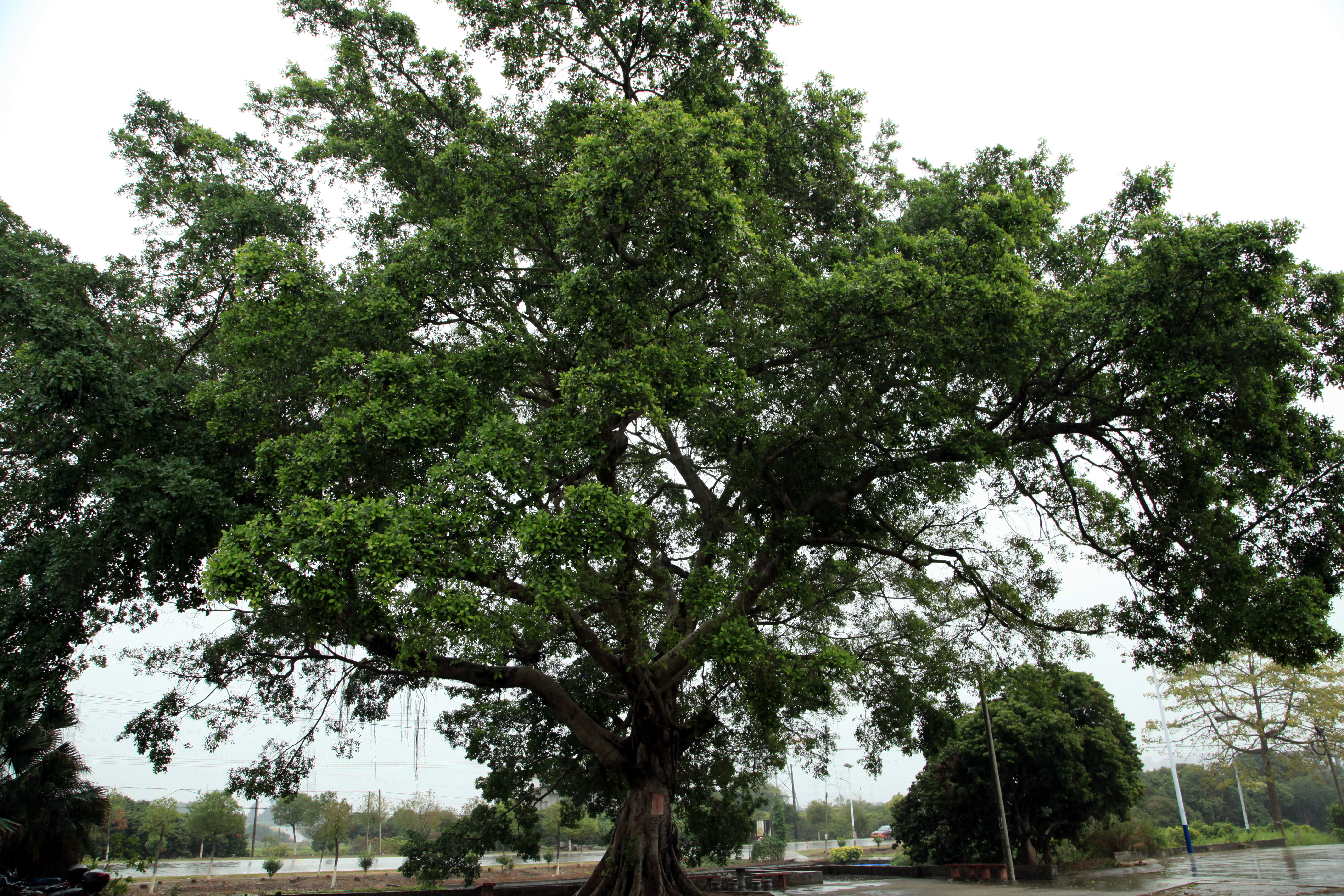 自驾游~雨中的从化木棉村