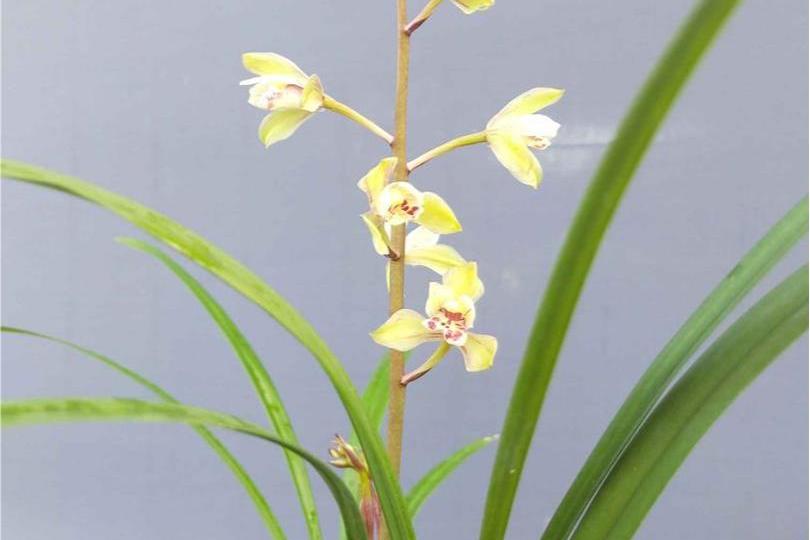 黄光登梅和绿光登梅是建兰名品,各有特色.