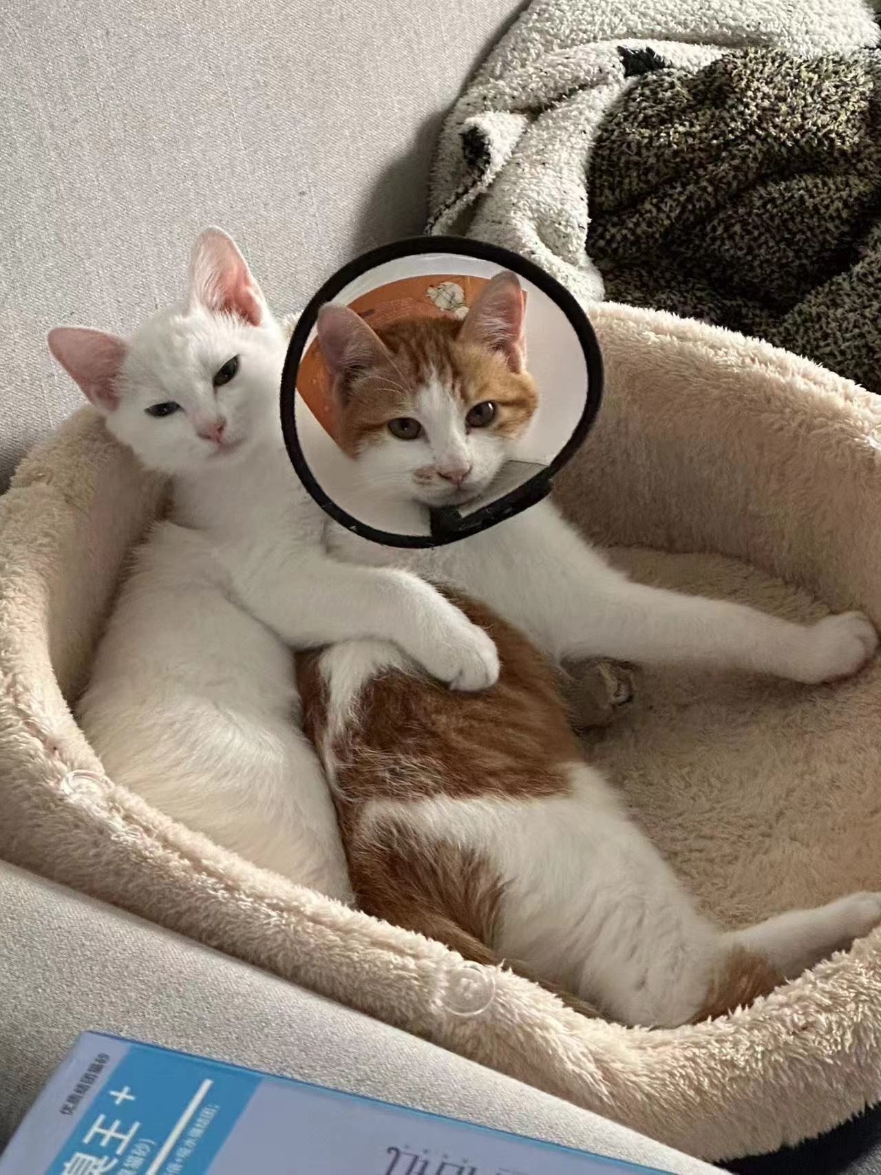 还是领养一个猫妈妈生的两个猫娃一起养比较好看多相亲相爱呀