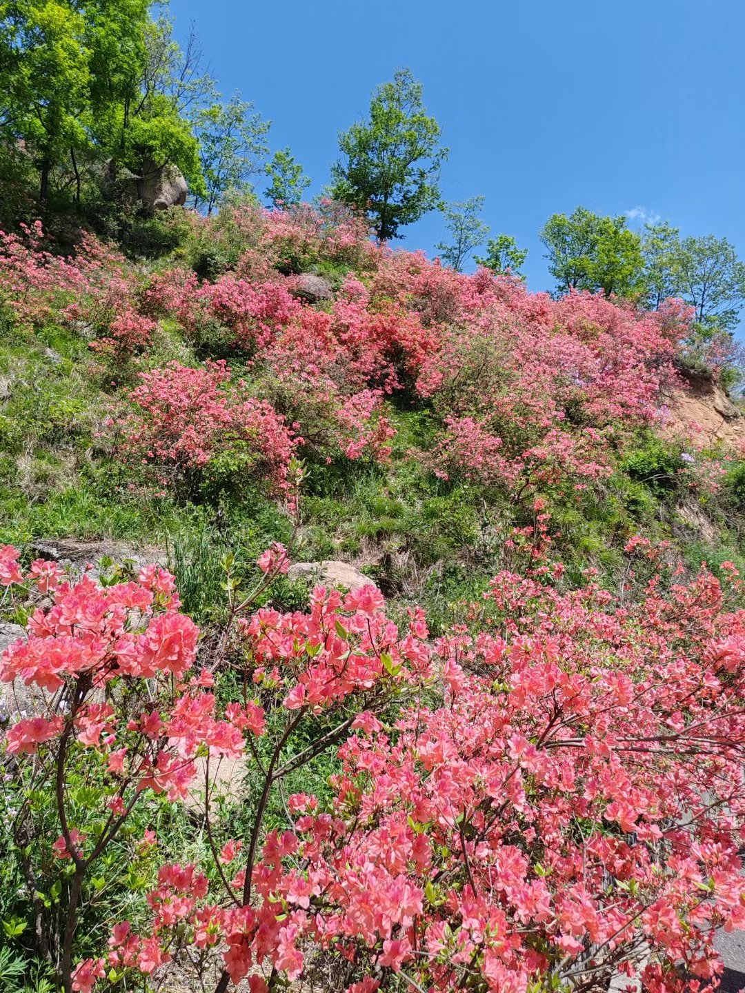 洛阳西泰山景区杜鹃花图片