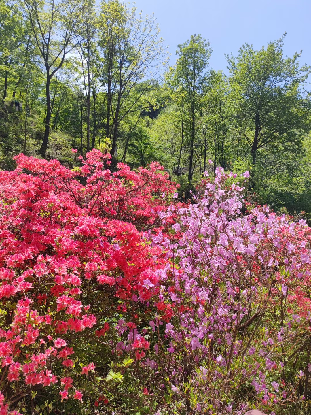 洛阳西泰山景区杜鹃花图片