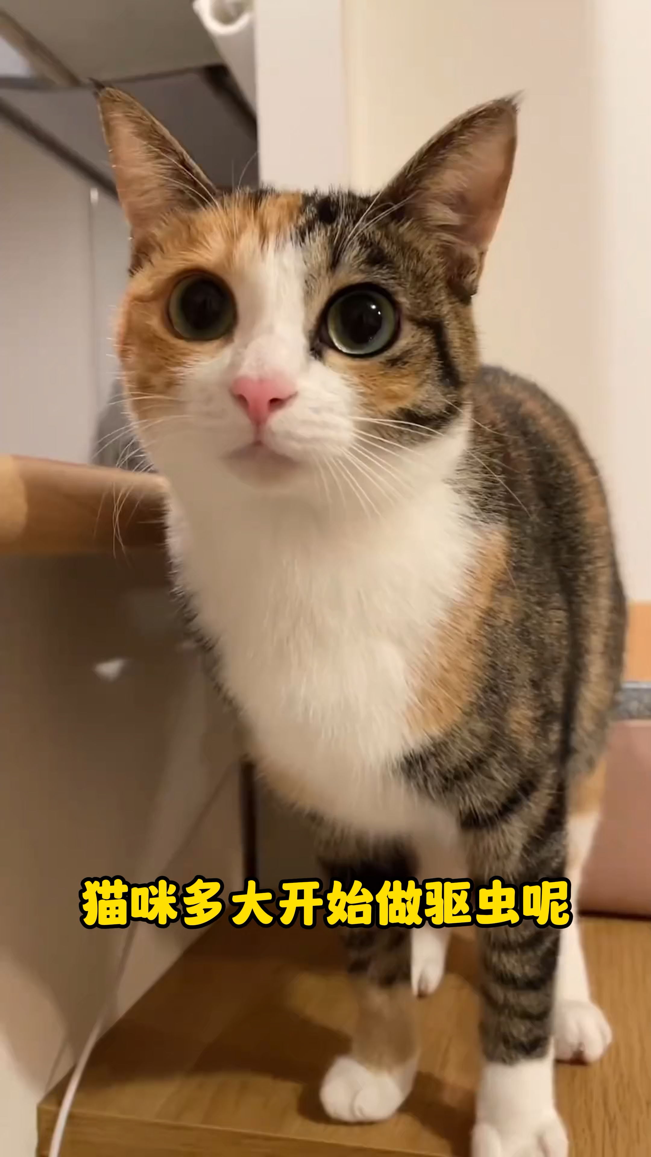 二代非泼罗尼驱虫滴剂