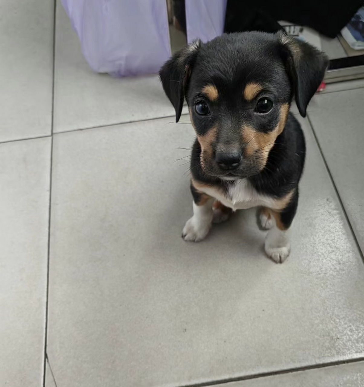 四眼铁包金,顶级土狗,你值得拥有