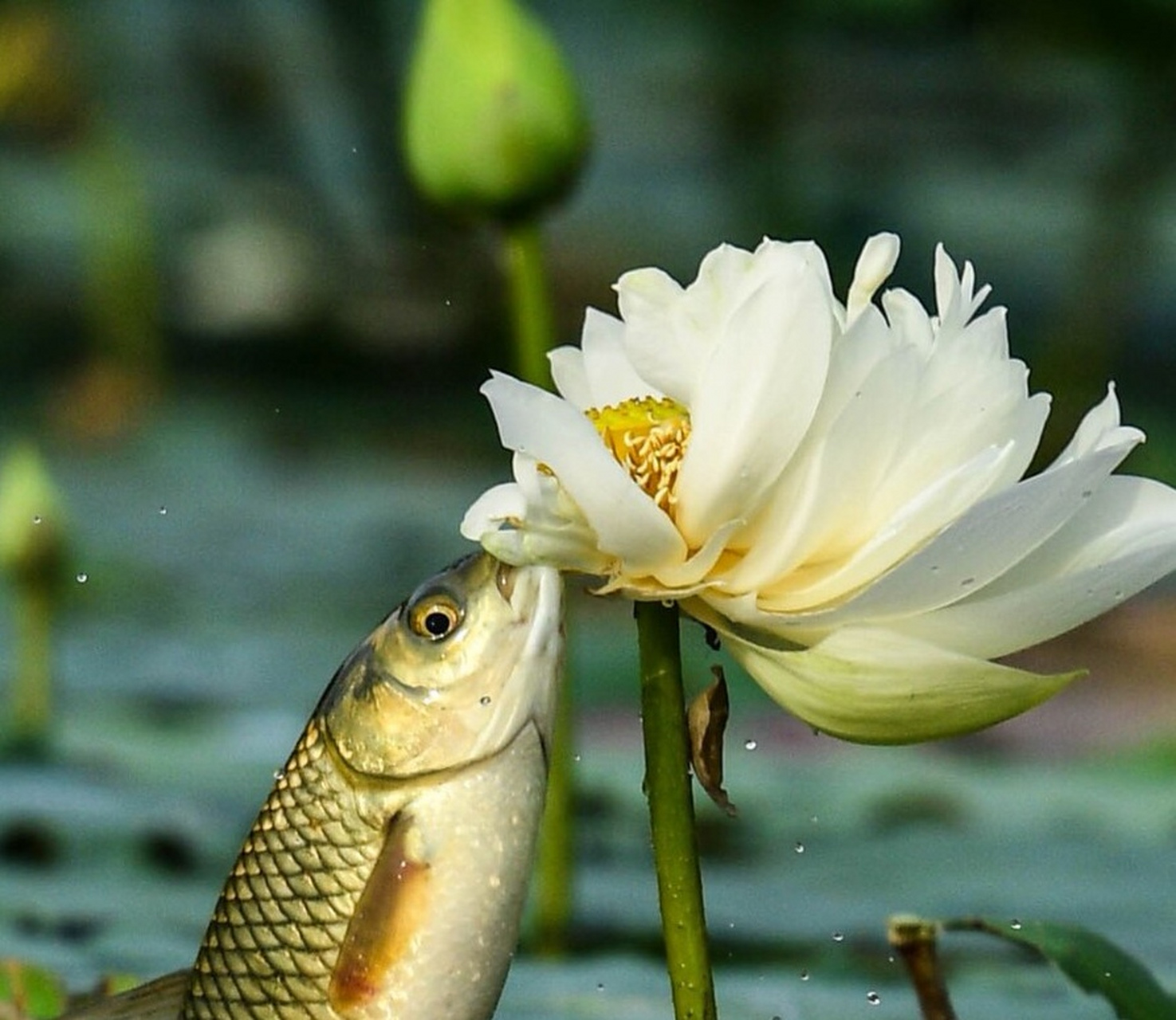 祝福# 鱼咬莲花,刷到就是缘,说明你的好运福气滚滚来了,点赞[赞同]接