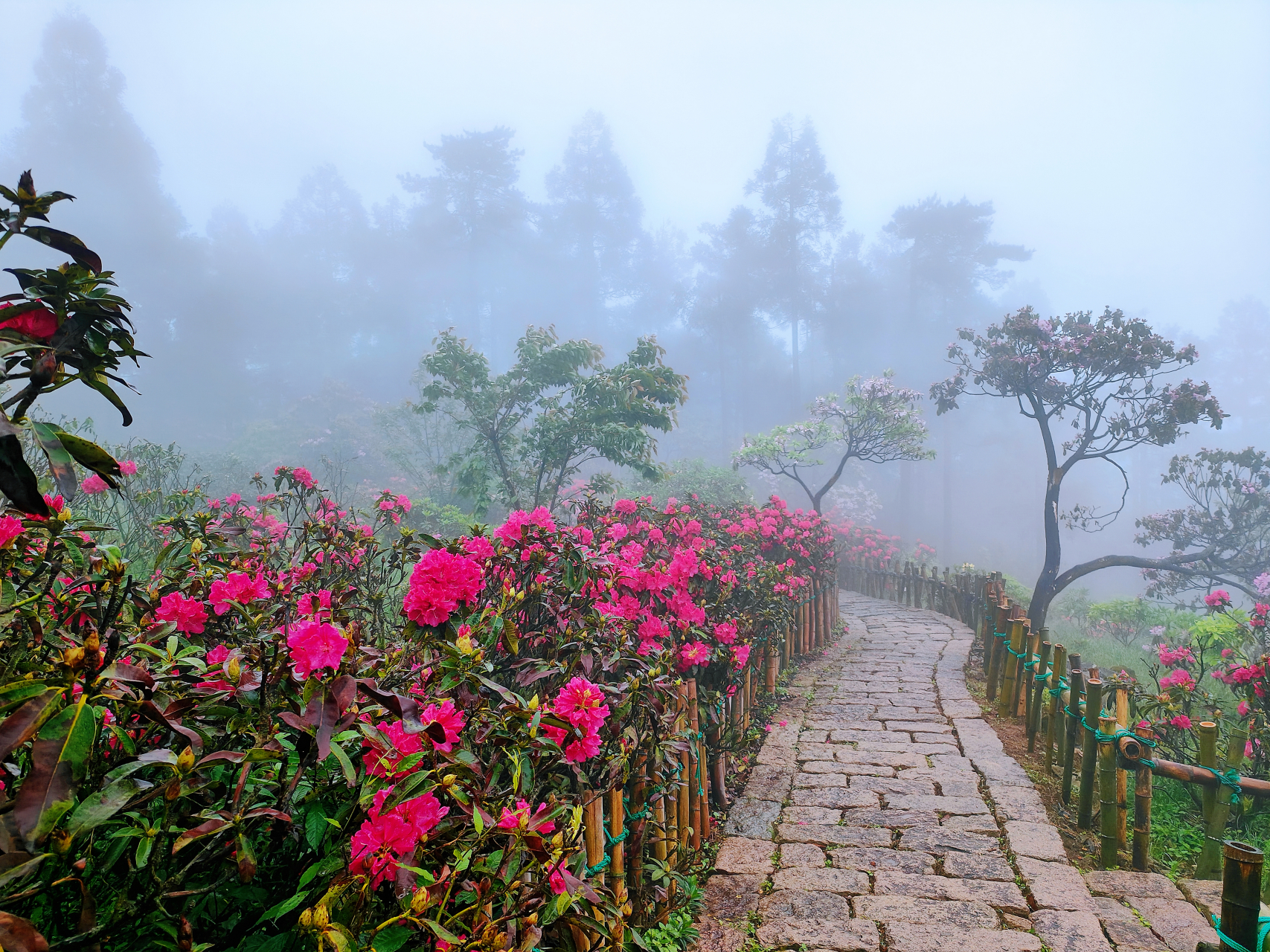 浙江天台县华顶国家森林公园盛开的杜鹃花
