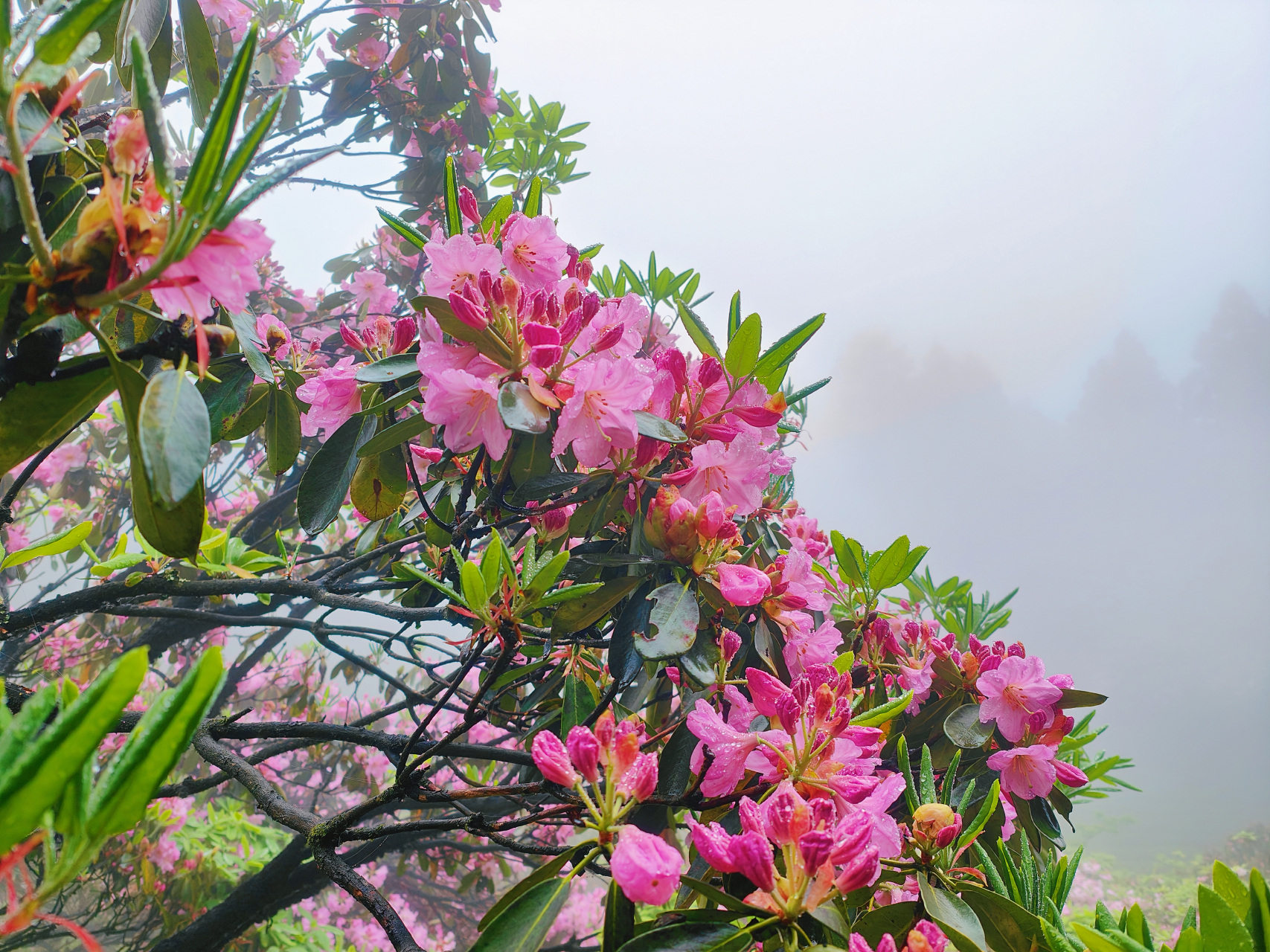 浙江天台县华顶国家森林公园盛开的杜鹃花