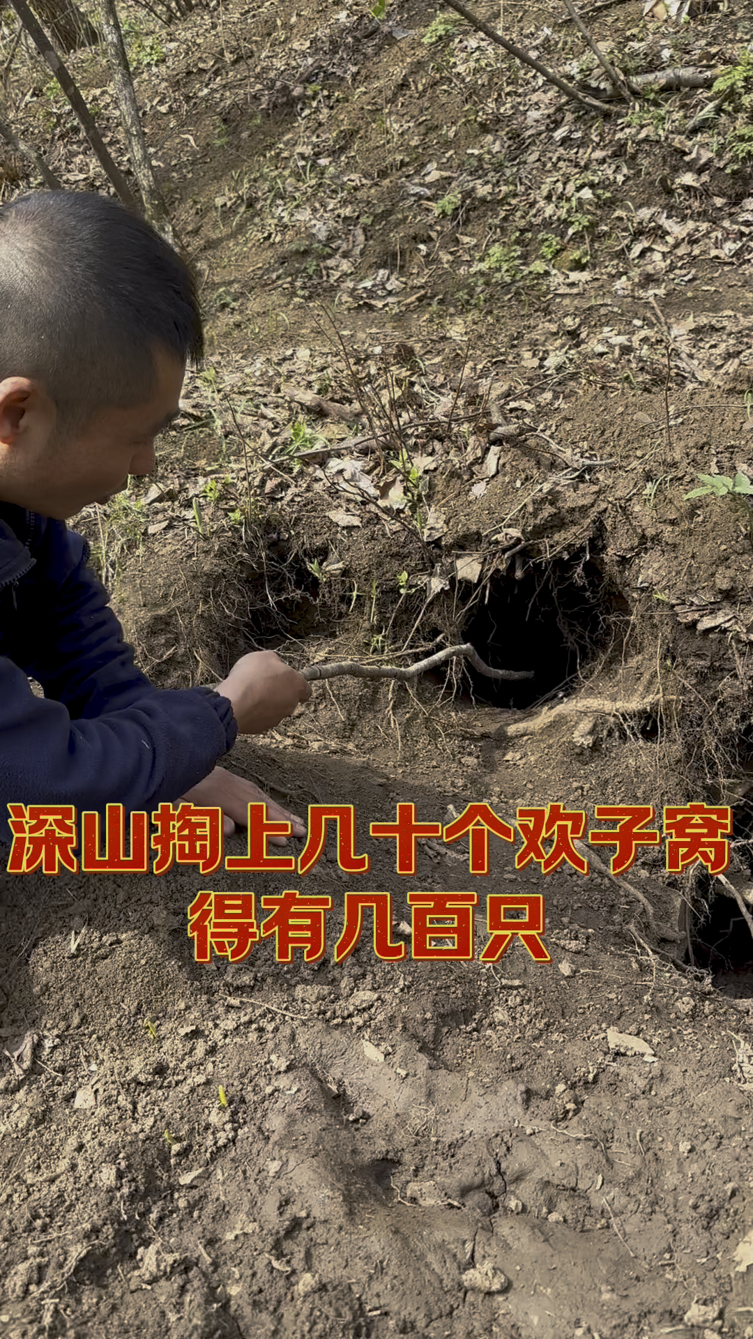 采山发现了獾子洞穴录个视频分享也不会去破坏动物辛苦建设的家园