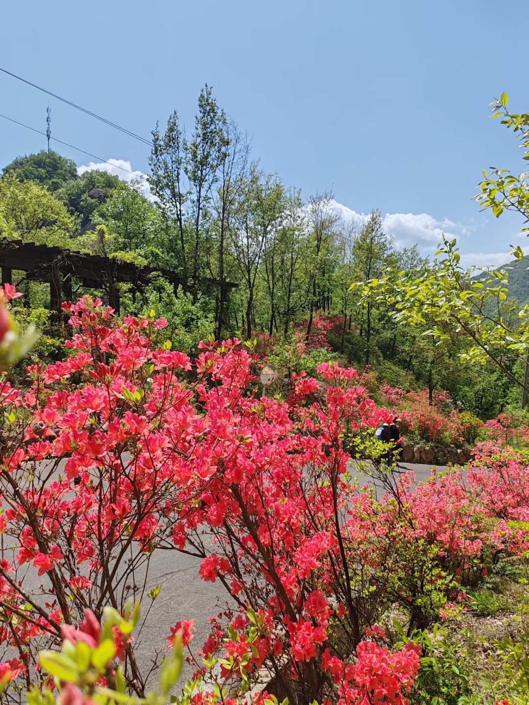 洛阳西泰山景区杜鹃花图片