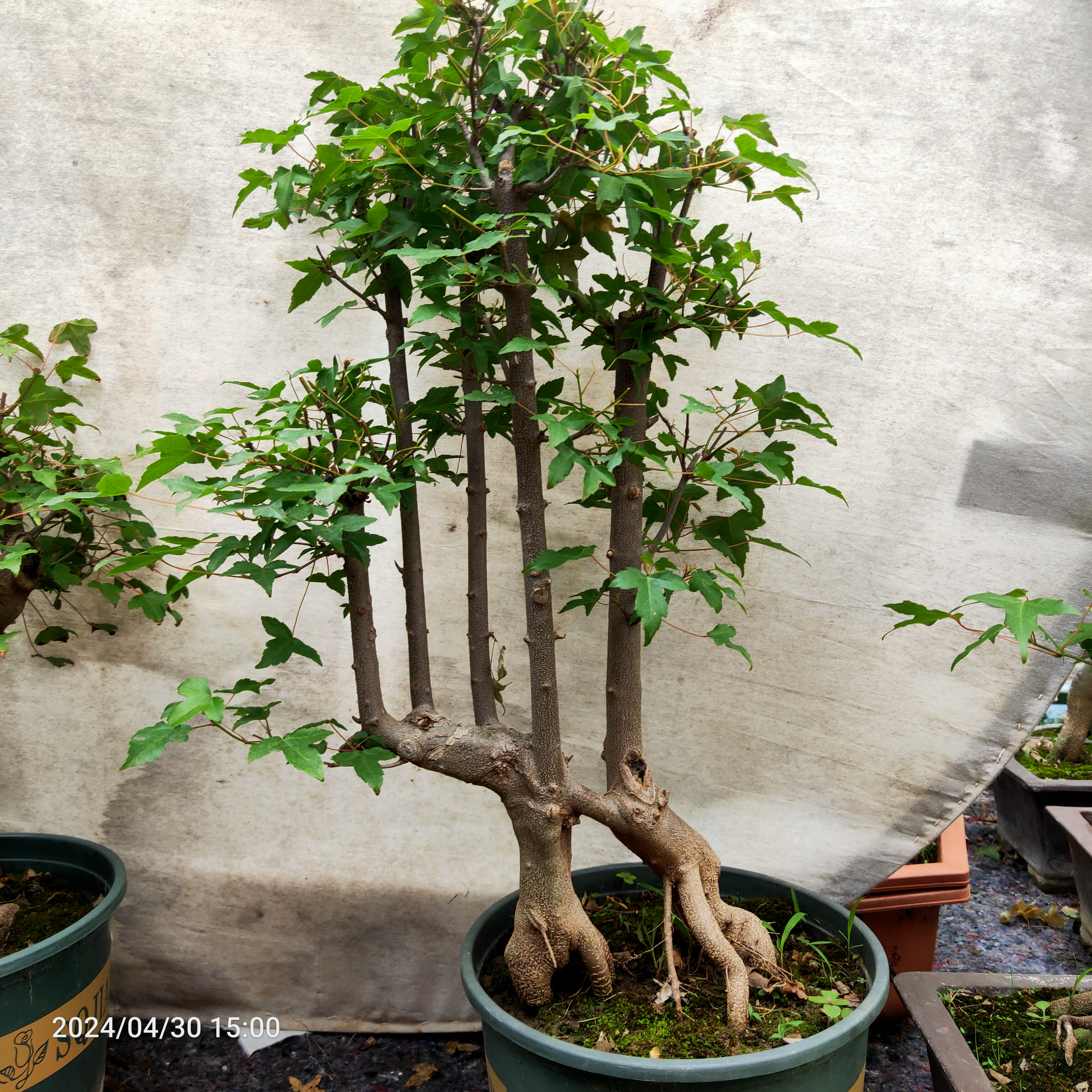 养护唐枫盆景的注意事项: - 唐枫是喜阴的植物,每天光照不要超过两三