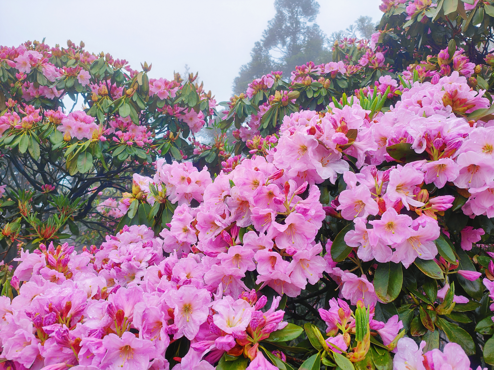 浙江天台县华顶国家森林公园盛开的杜鹃花