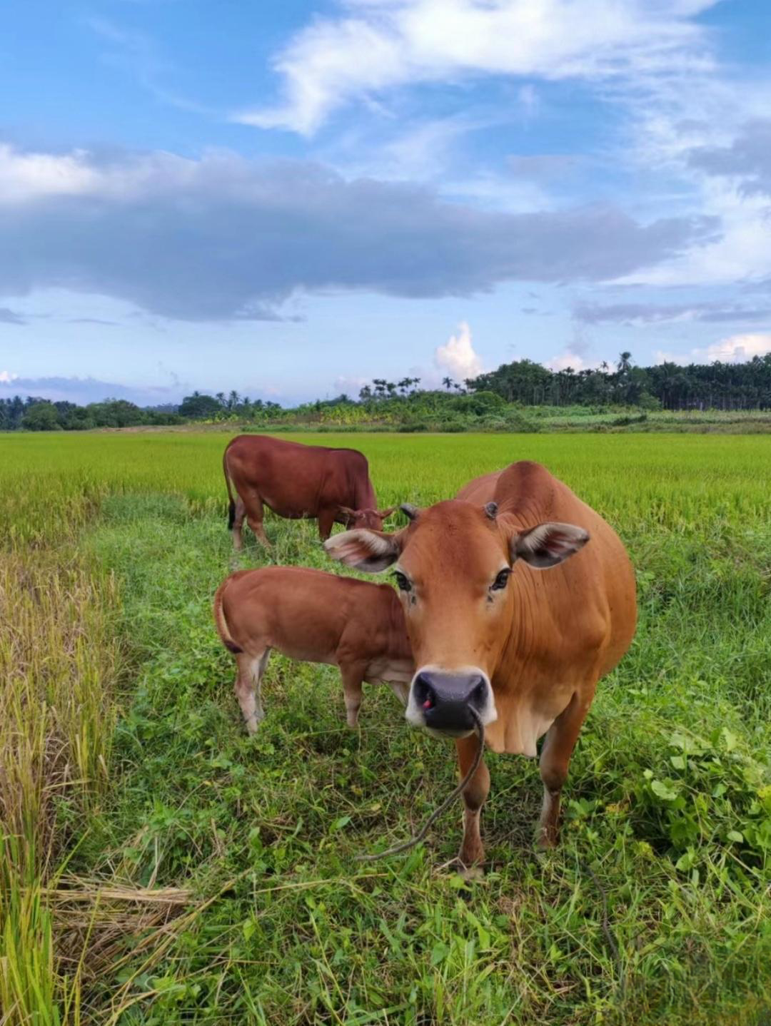 在那广袤的草地上,几头黄牛悠然地吃着草,它抬头望向天空,那湛蓝的