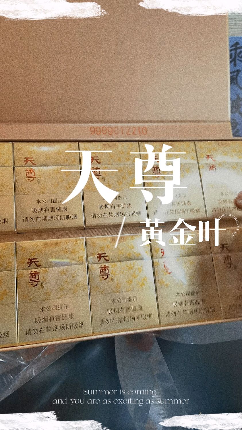 黄金叶天尊笔记本粗短支