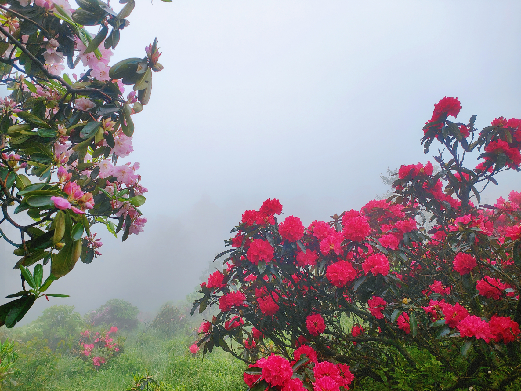 浙江天台县华顶国家森林公园盛开的杜鹃花