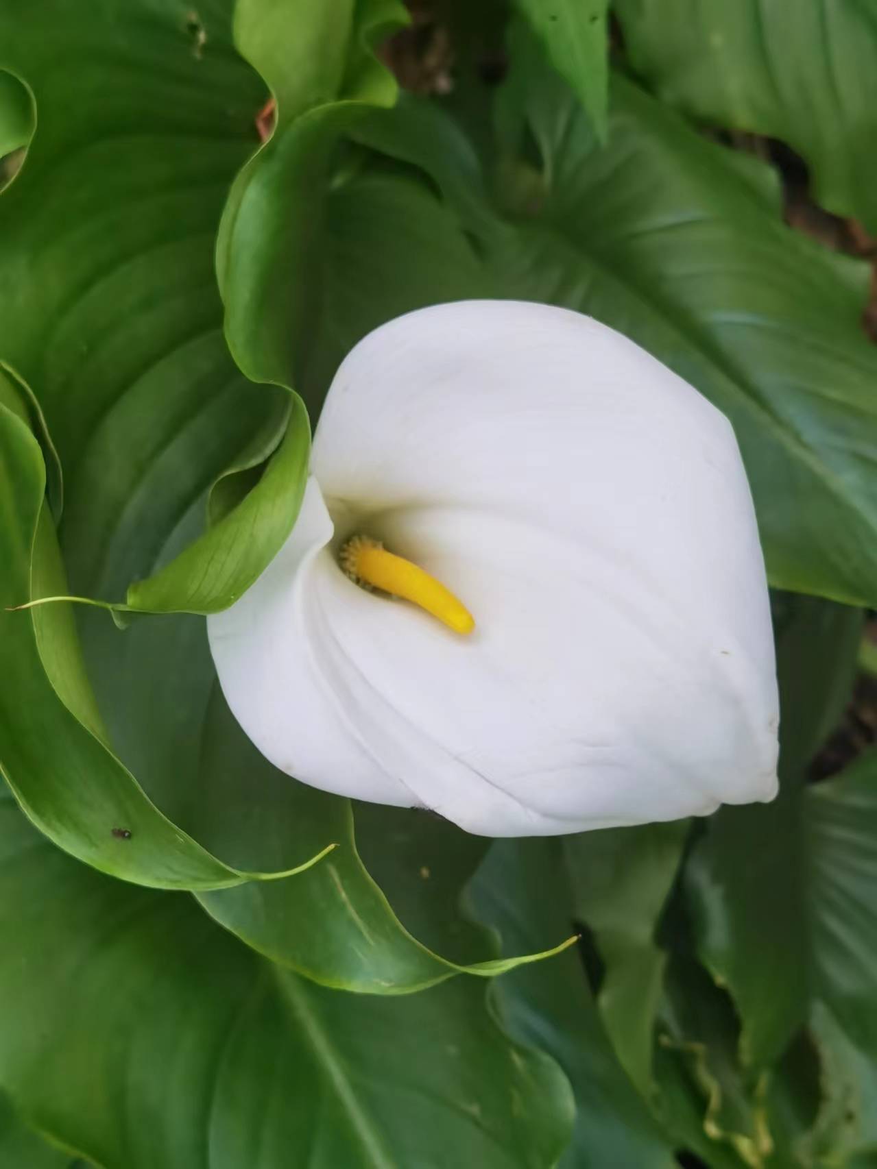 马蹄莲开花了