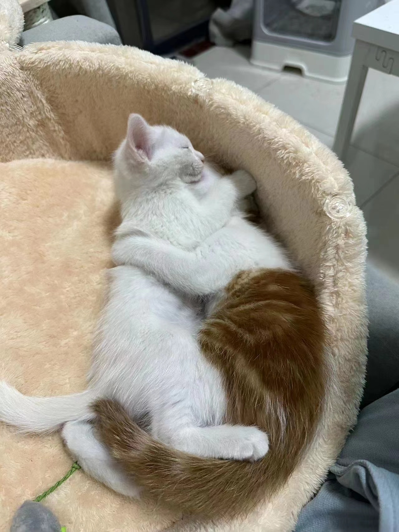 还是领养一个猫妈妈生的两个猫娃一起养比较好看多相亲相爱呀