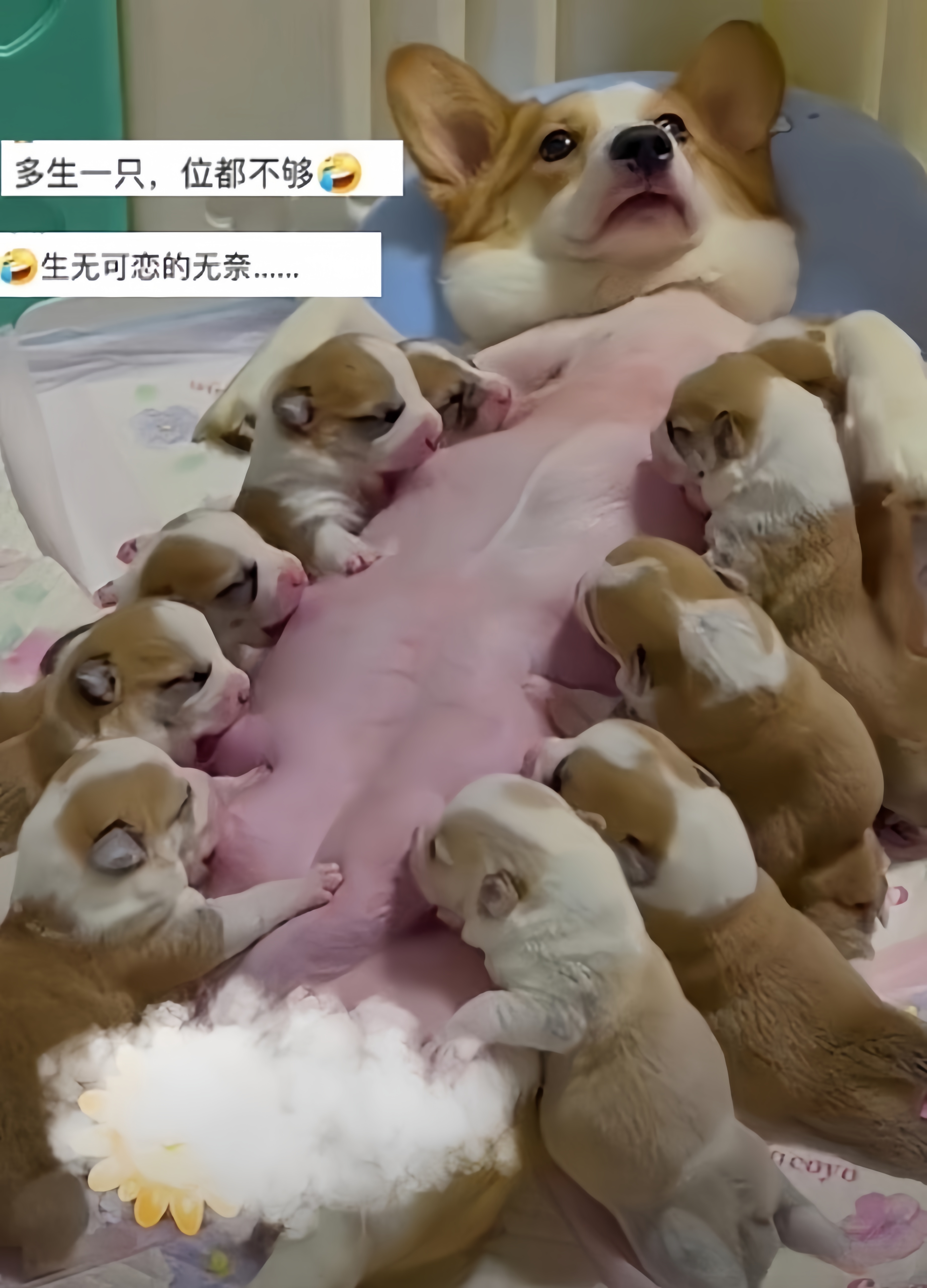 柯基妈妈在给十只宝宝喂饭这生无可恋的样子我都心疼了