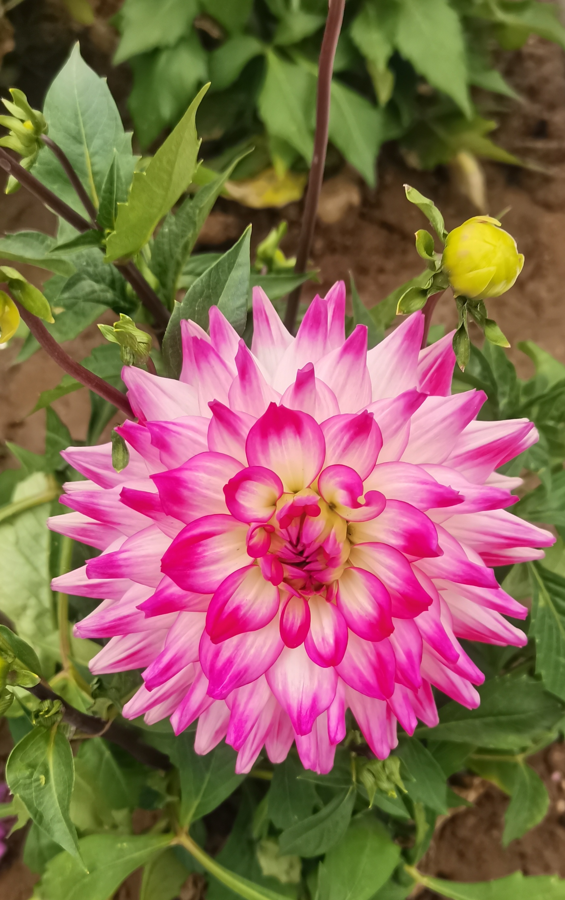 小时候我们这里把这种花叫白薯花