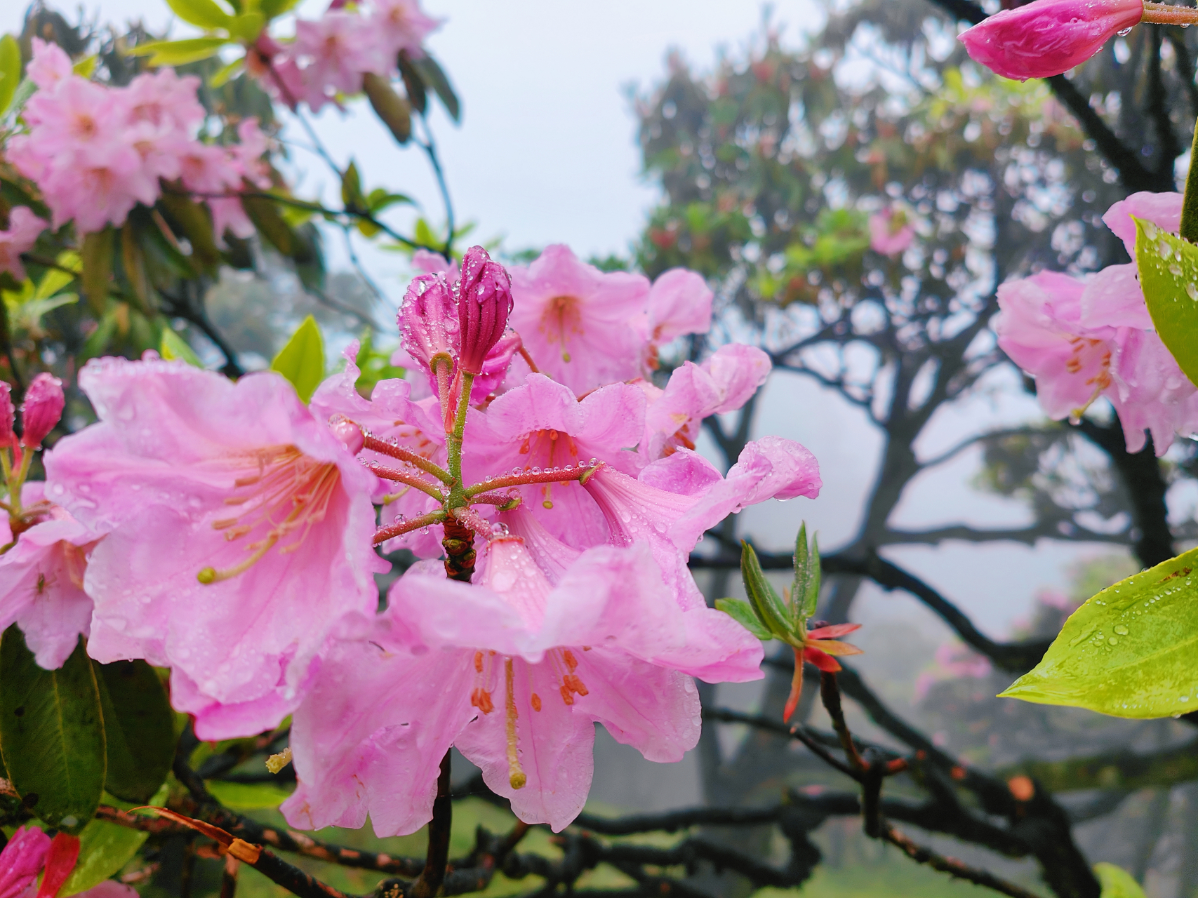 浙江天台县华顶国家森林公园盛开的杜鹃花