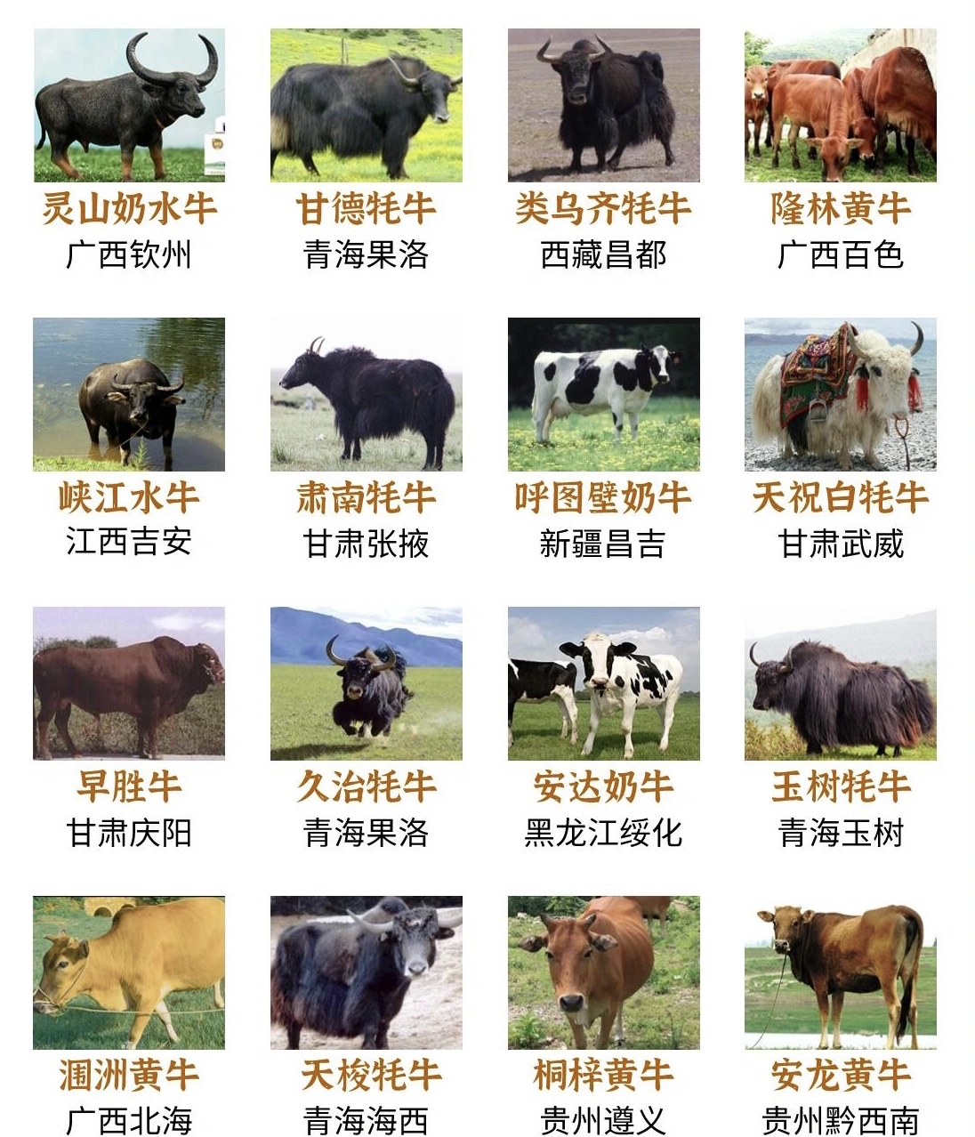 肉牛养殖业前景如何(肉牛养殖前景经济效益)