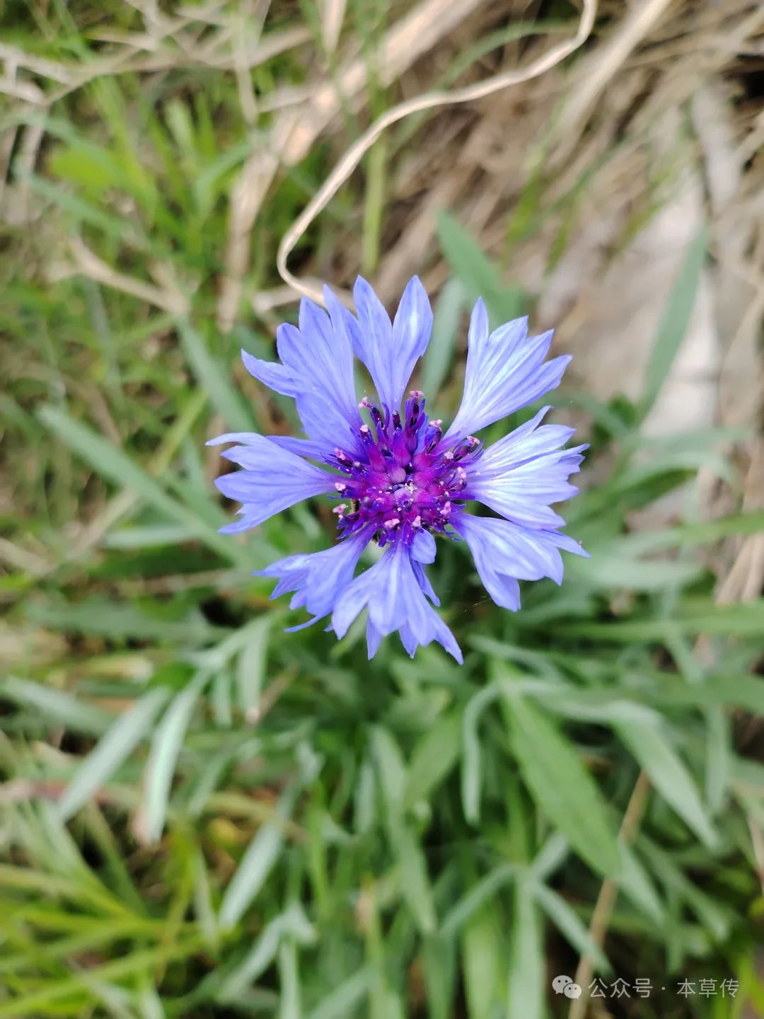 矢车菊:德国的国花,象征着幸福与美好