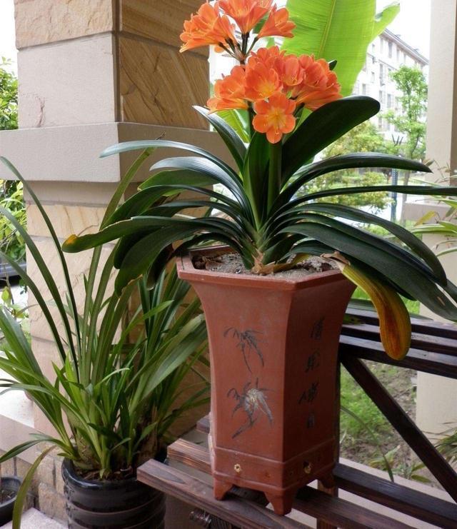 如果喜欢兰花,就养一盆君子兰,它深受文人墨客的喜欢