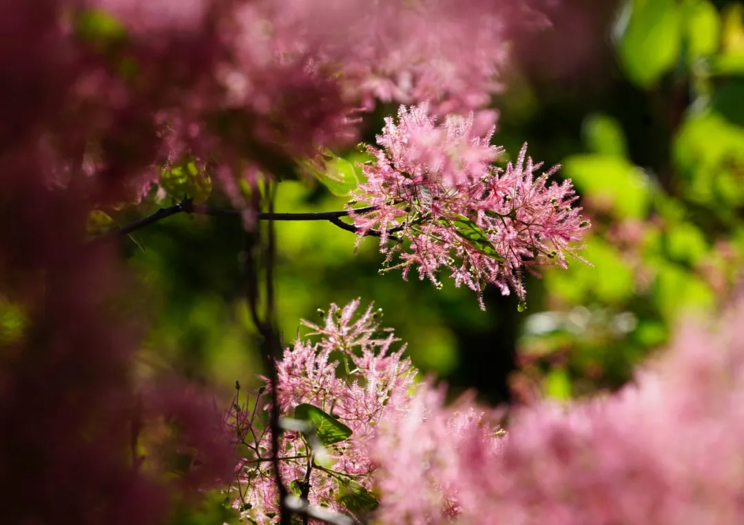北京坡峰岭的黄栌花次第盛开.@牵着毛驴去旅游的动态