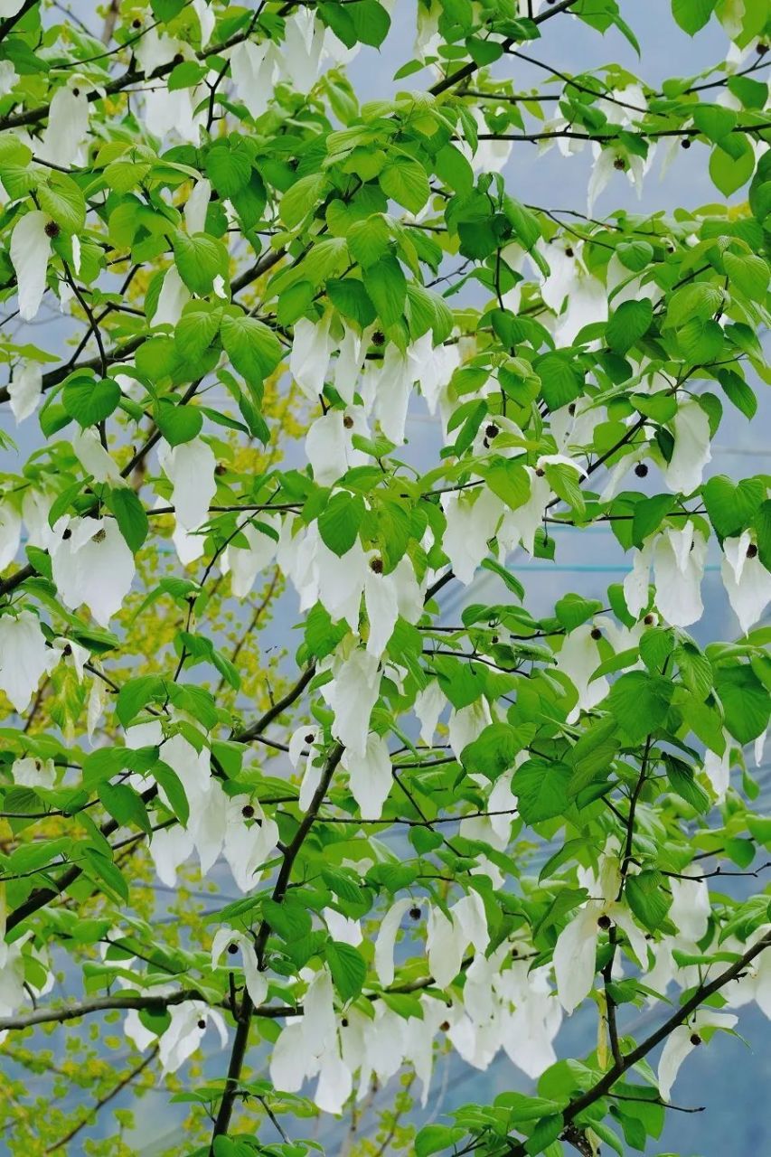 最近,这些珙桐树陆续开花了.