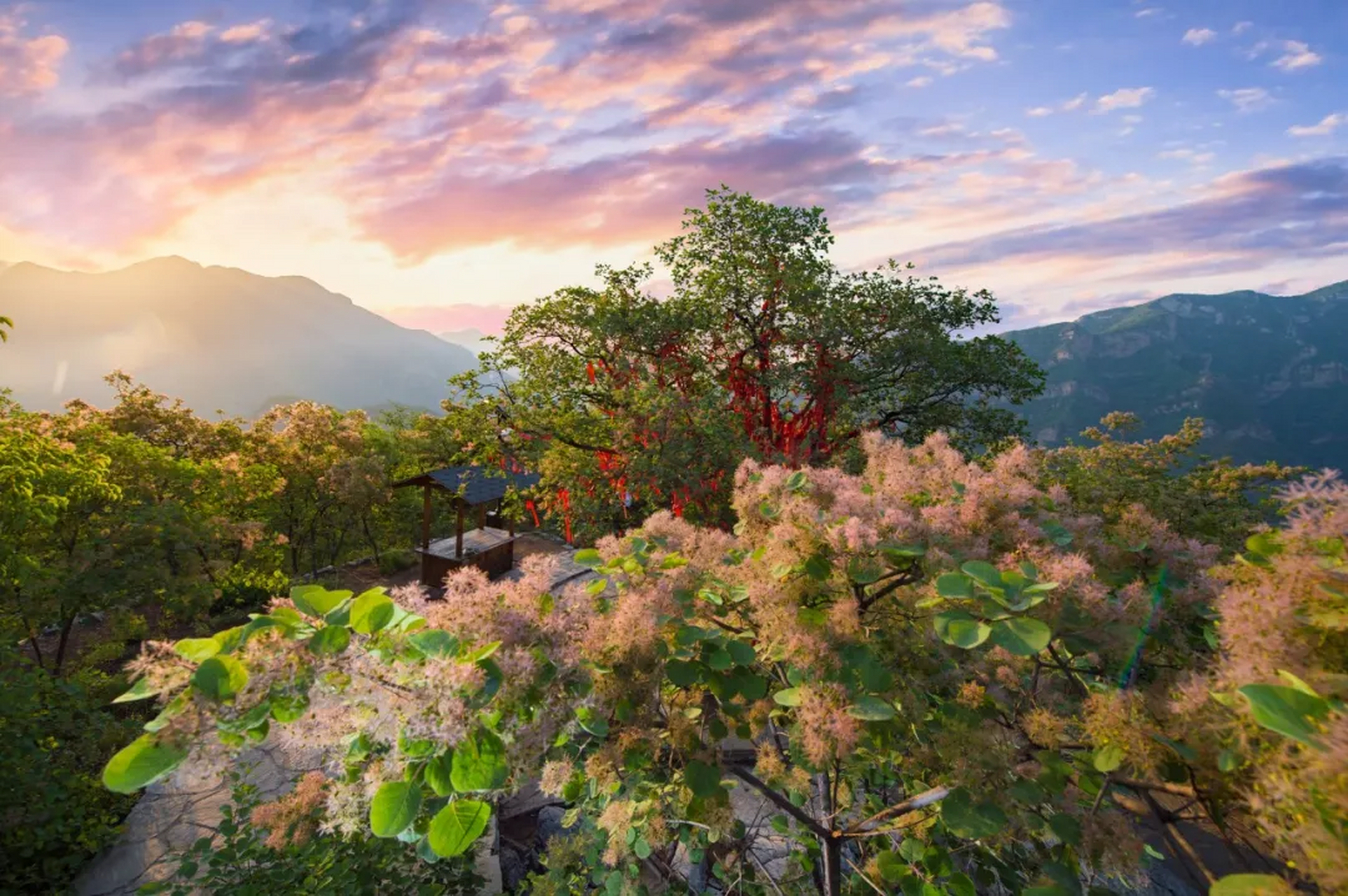 北京坡峰岭的黄栌花次第盛开,这是北京最后一波山花,错过等明年!