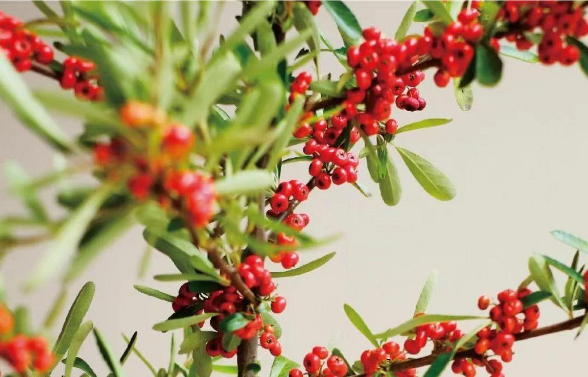 红子刺,又称火棘,是一种具有观赏性和经济价值的盆栽植物