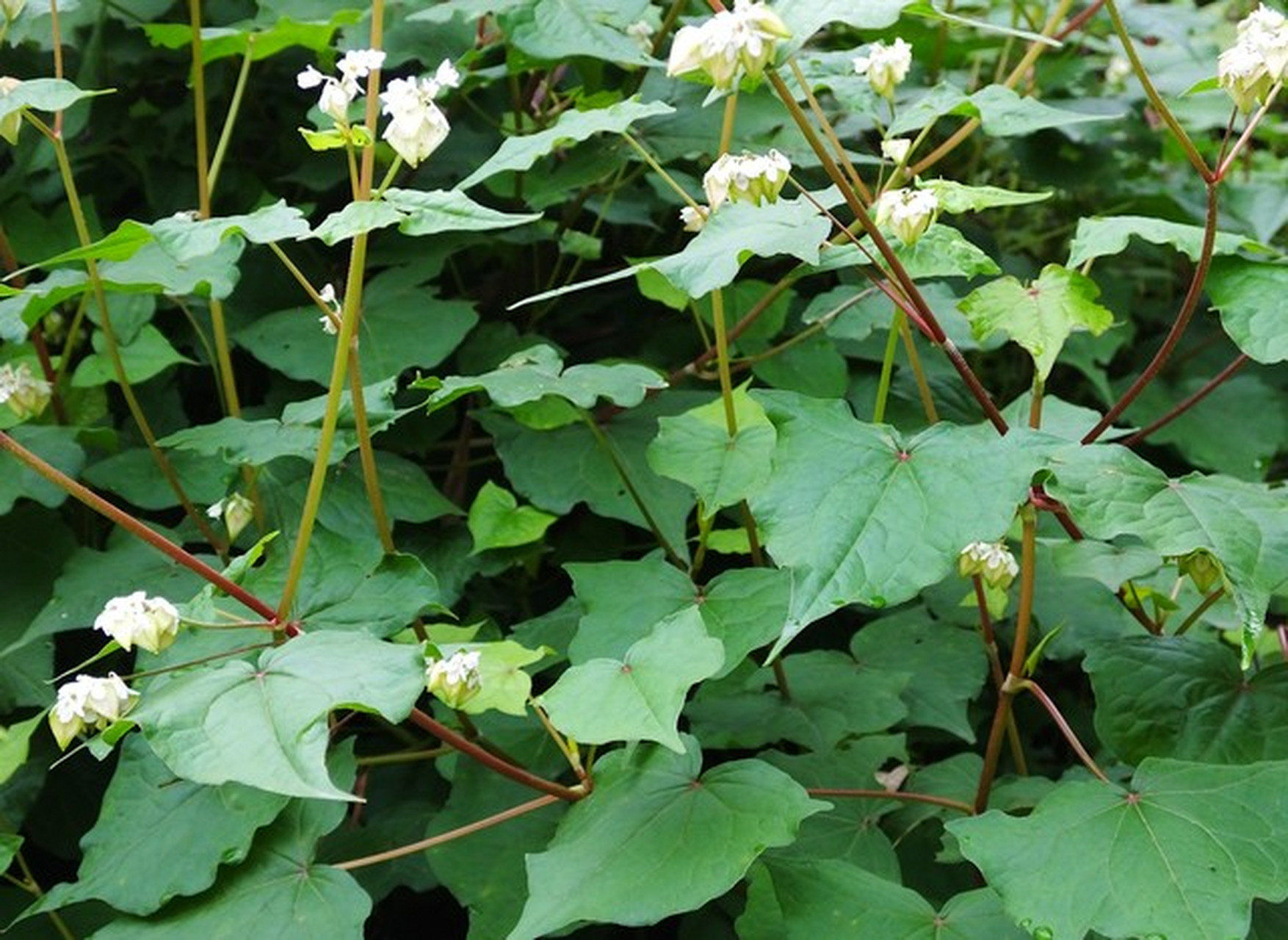金荞麦是国家二级保护植物,具有药用,食用,生态和观赏价值.