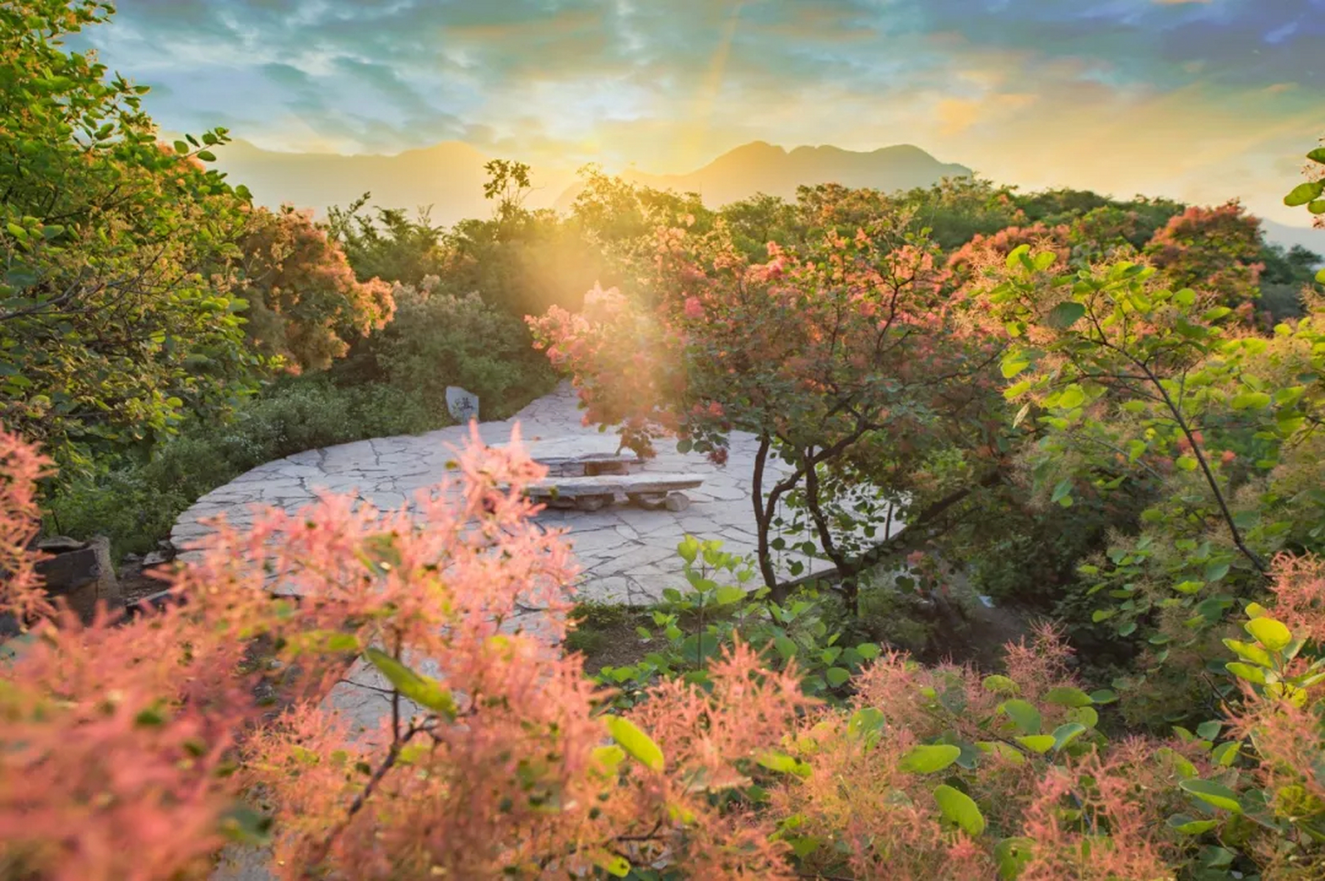北京坡峰岭的黄栌花次第盛开,这是北京最后一波山花,错过等明年!
