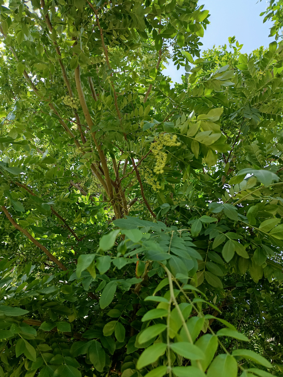 皂角树开花图片图片