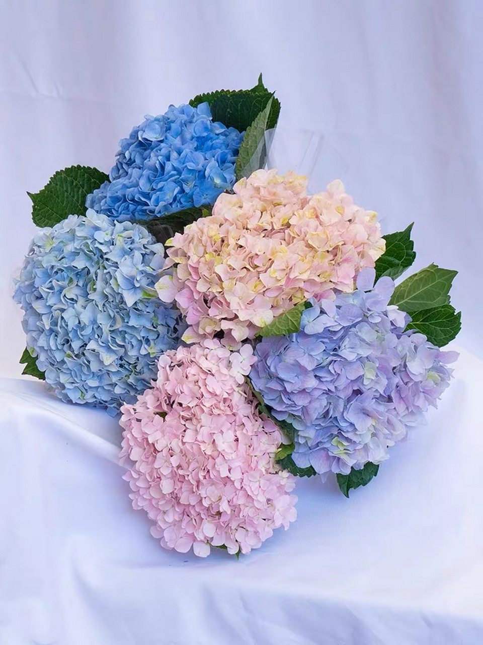 绣球花(无尽夏) 72别名:木绣球,八仙花,紫阳花,绣球荚蒾,粉团花