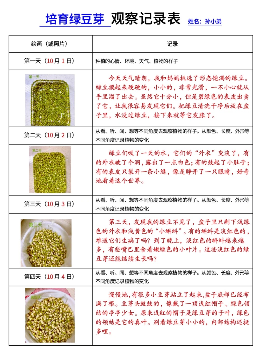 绿豆芽的生长过程日记,四年级拿走