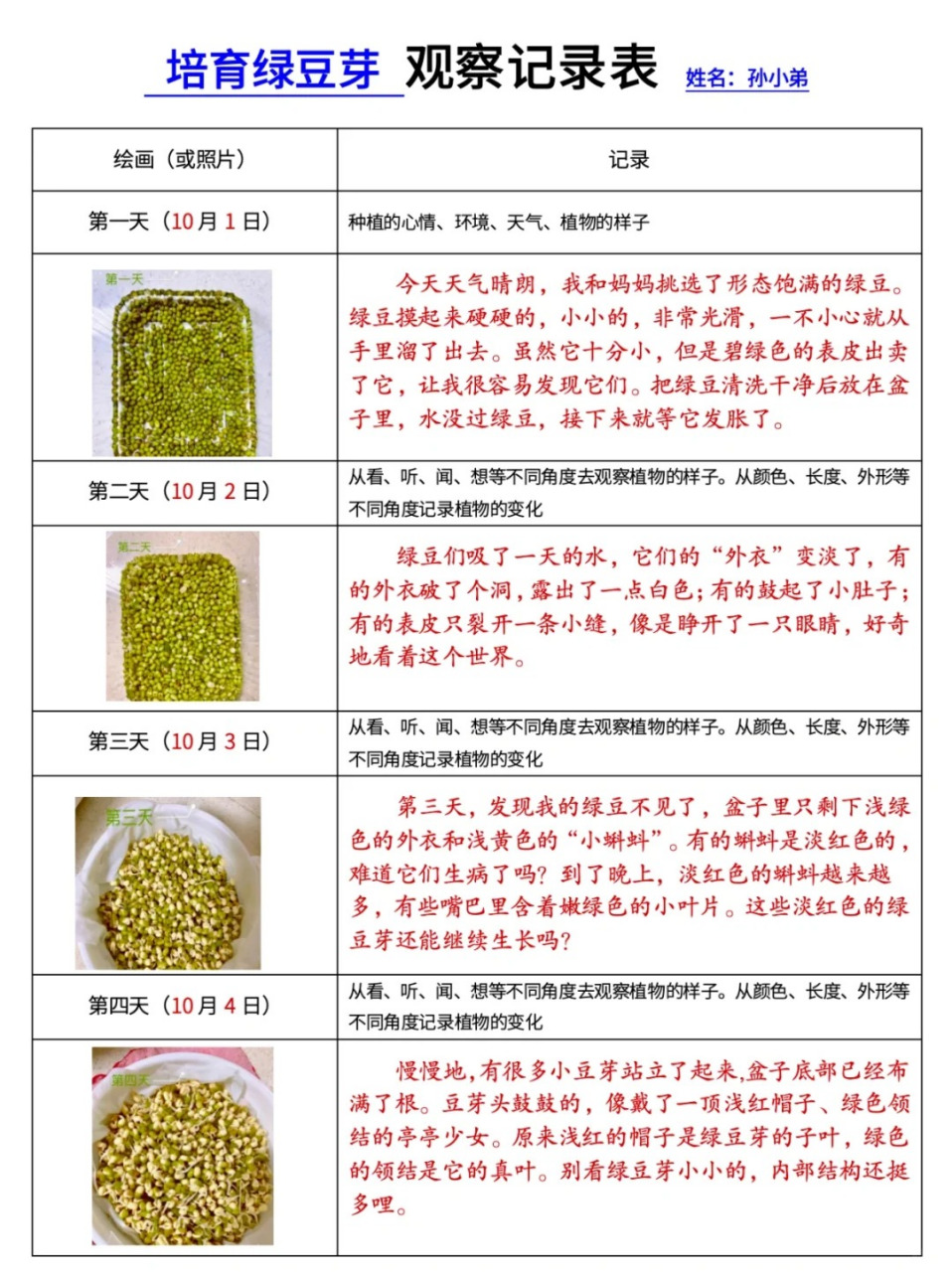 发豆芽过程图片大全图片